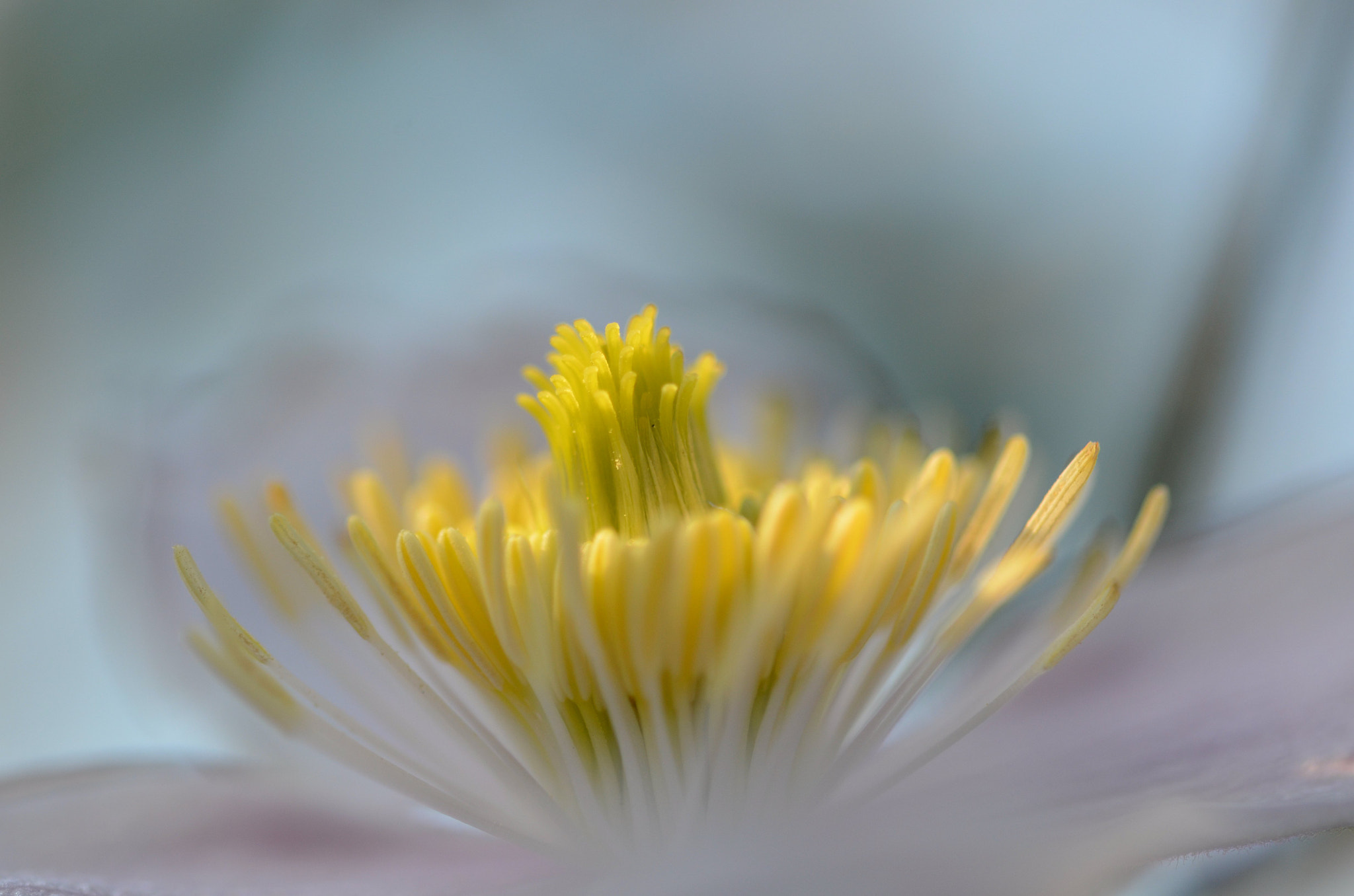 Sigma 105mm F2.8 EX DG OS HSM sample photo. Pollen central photography