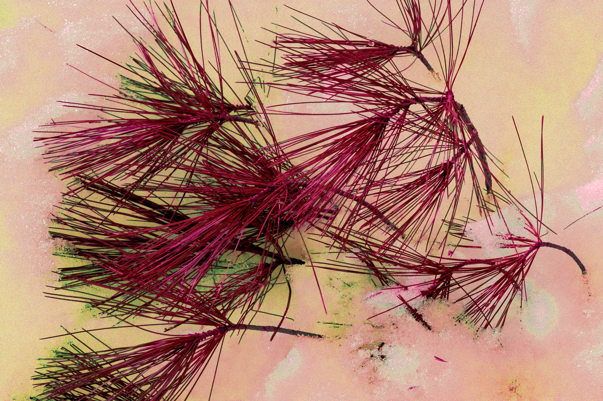 Pentax K-3 II sample photo. Pine needles on pink snow photography