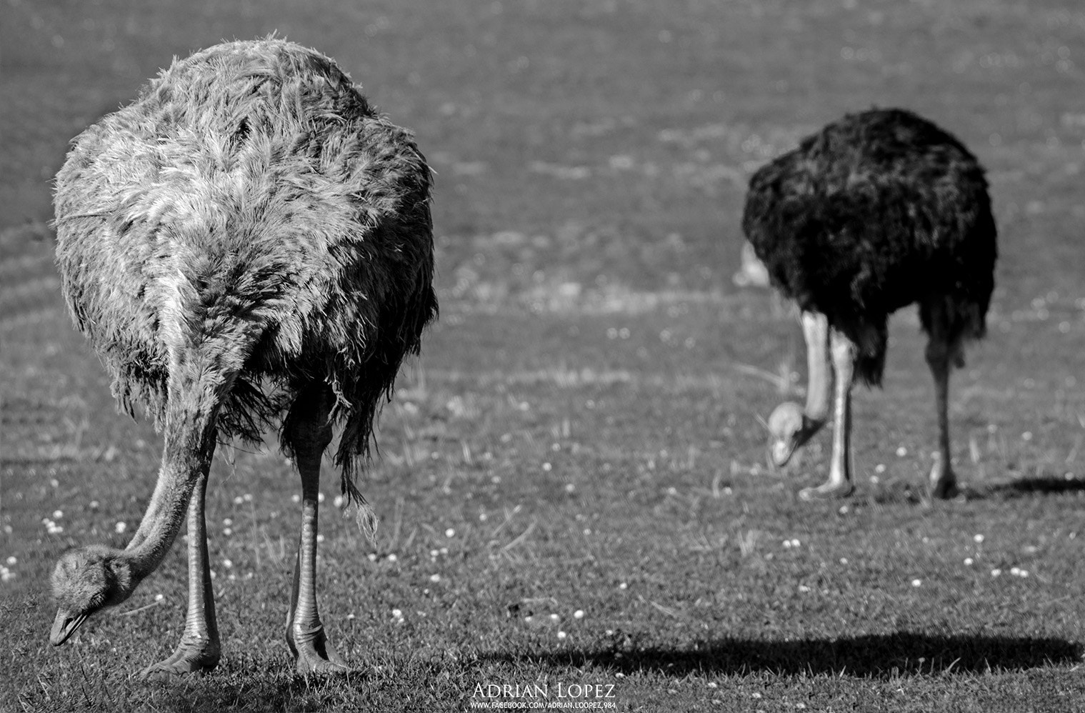 Sigma 150-500mm F5-6.3 DG OS HSM sample photo. Avestruces photography