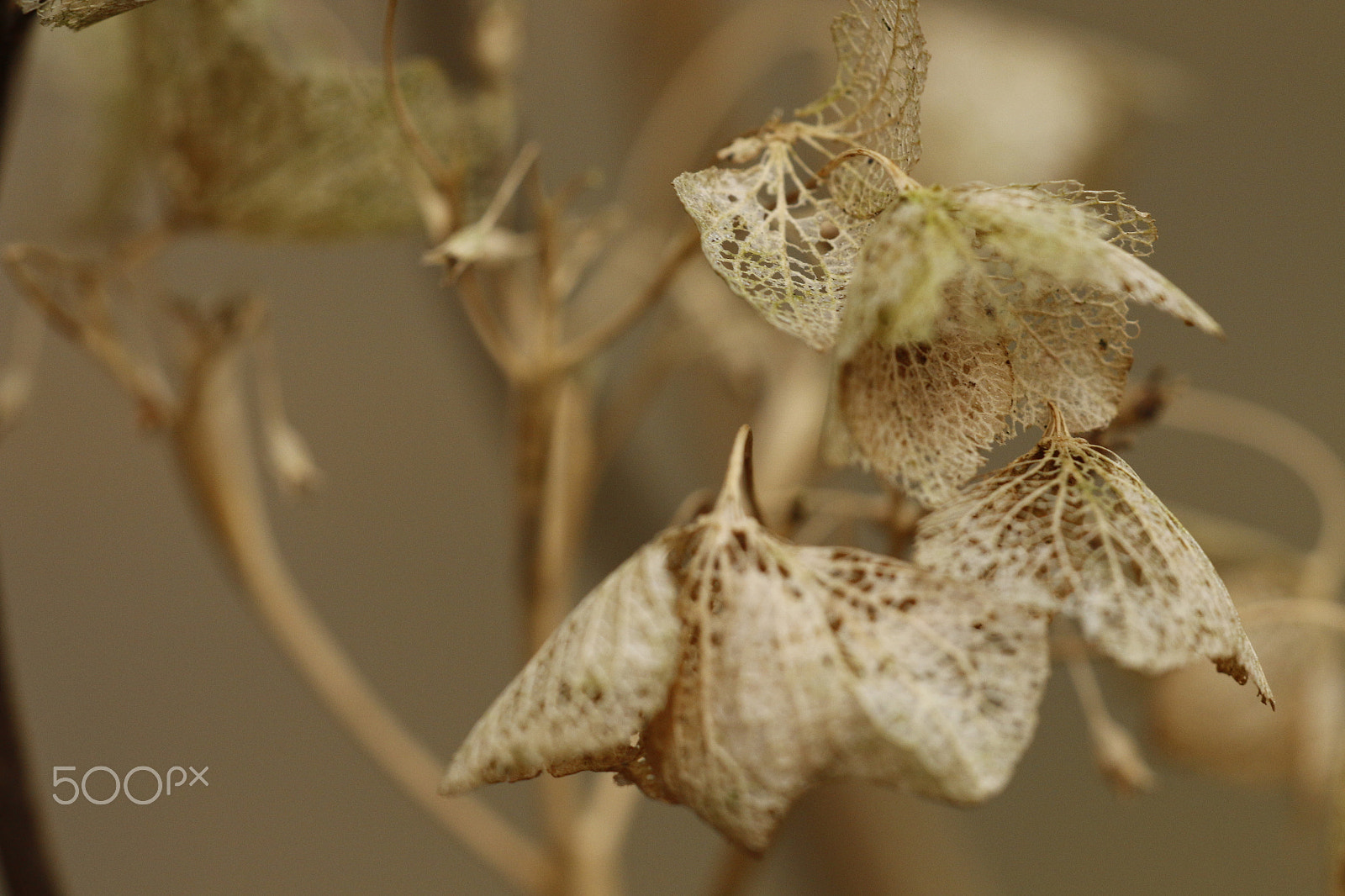Canon EOS 70D sample photo. Skeleton of hydrangea flower photography