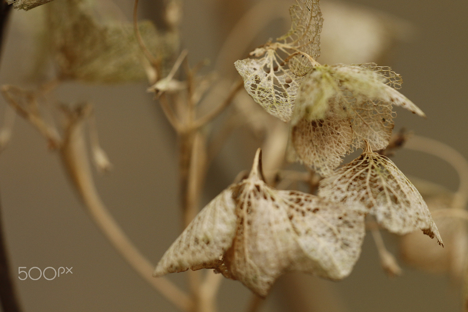Sigma APO Macro 180mm F2.8 EX DG OS HSM sample photo. Skeleton of hydrangea flower photography