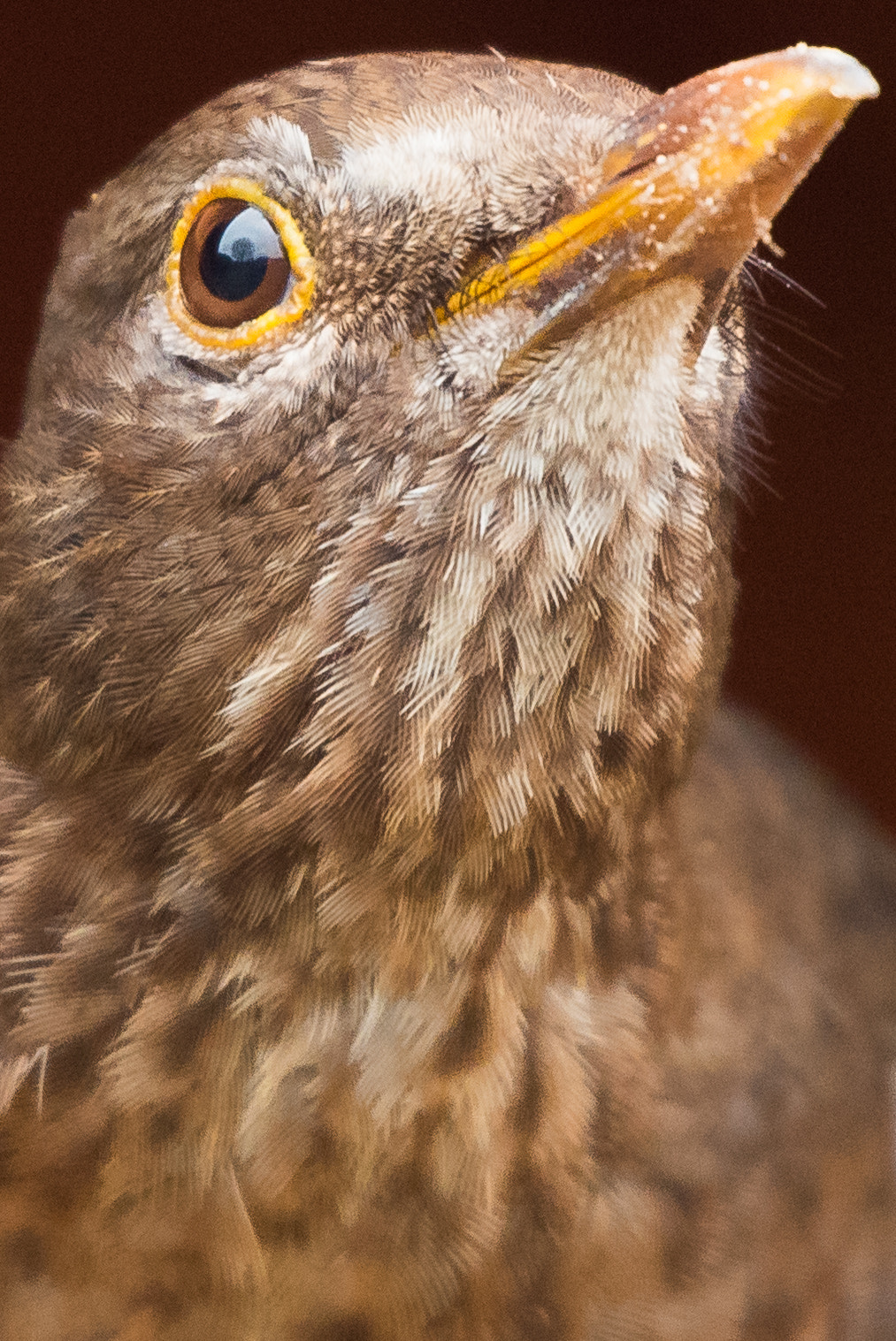Sigma 50-500mm F4.5-6.3 DG OS HSM sample photo. Blackbird photography