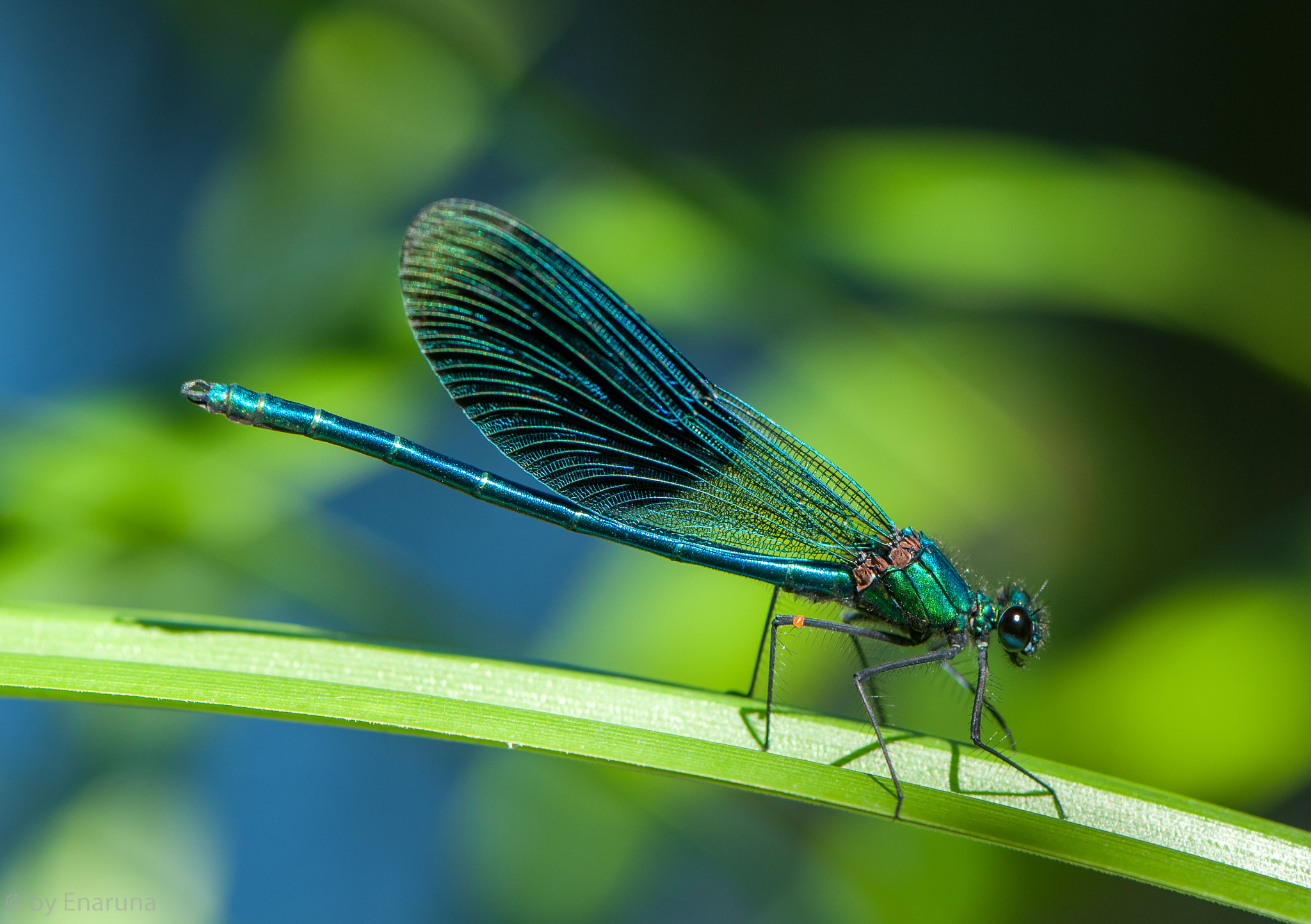 Nikon AF-S Micro-Nikkor 105mm F2.8G IF-ED VR sample photo. Banded demoiselle photography