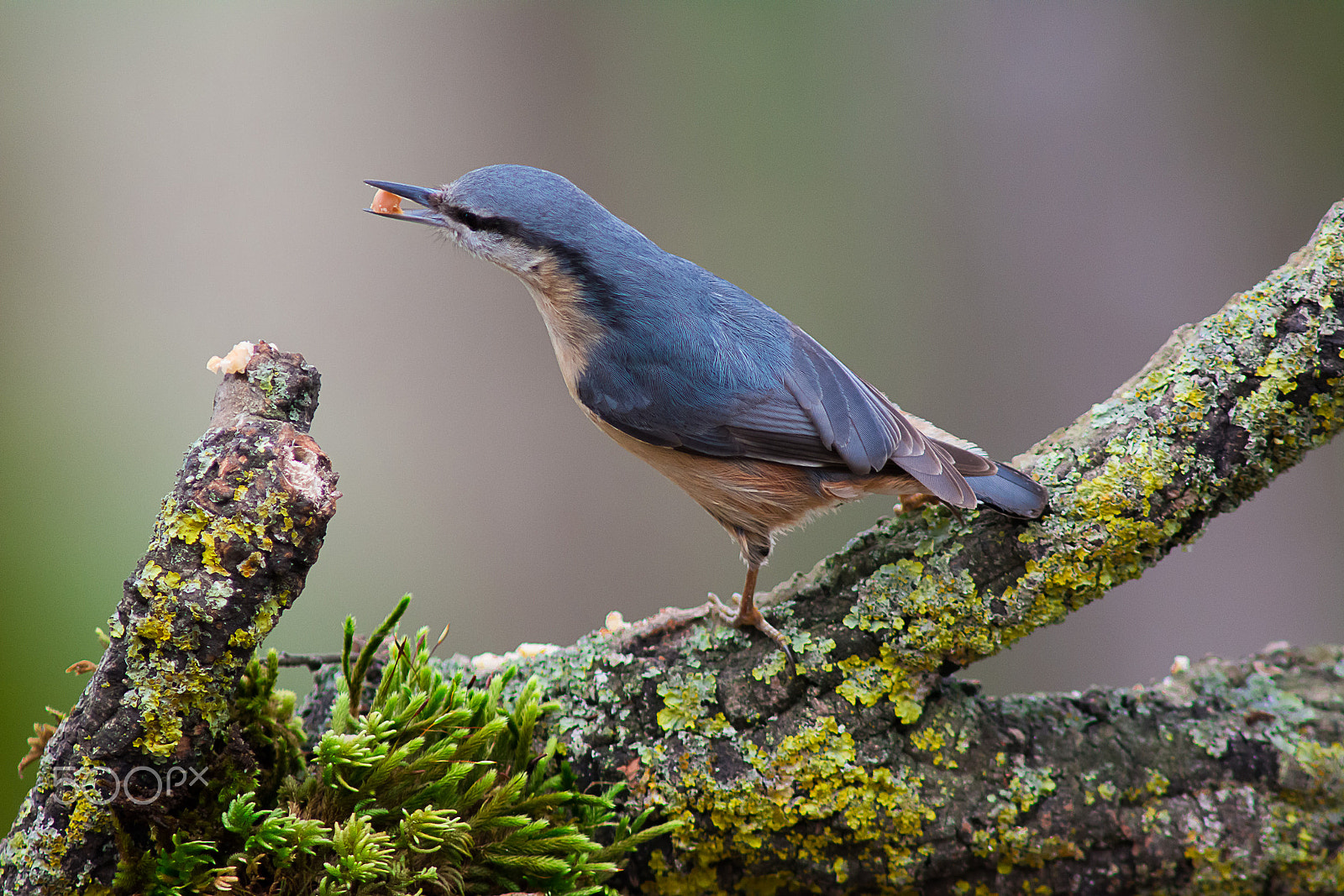 Nikon D7100 + AF Nikkor 300mm f/4 IF-ED sample photo. Eurasian nuthatch photography