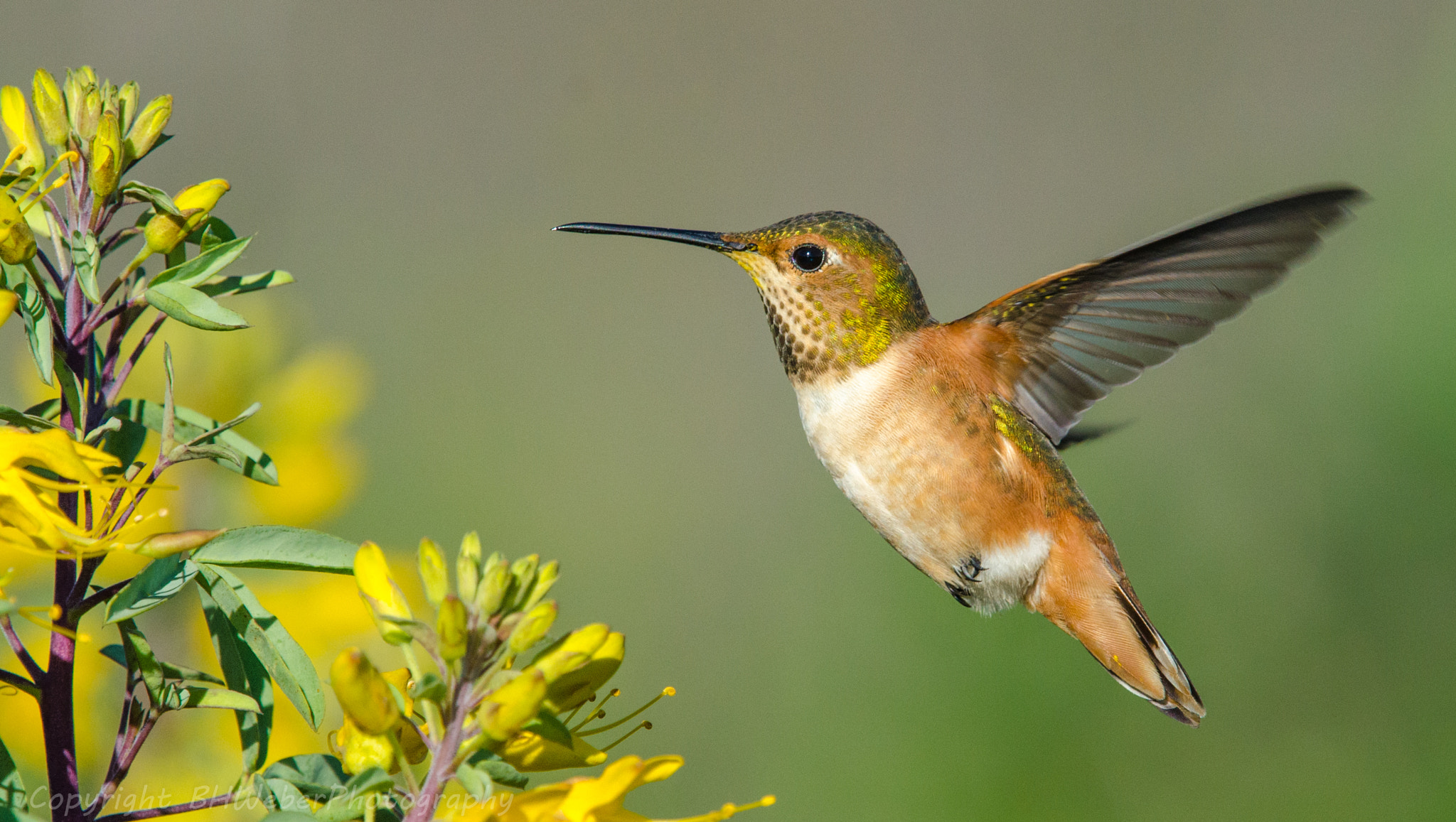 Nikon Nikkor AF-S 300mm F4E PF ED VR sample photo. Hummingbird and flowers photography
