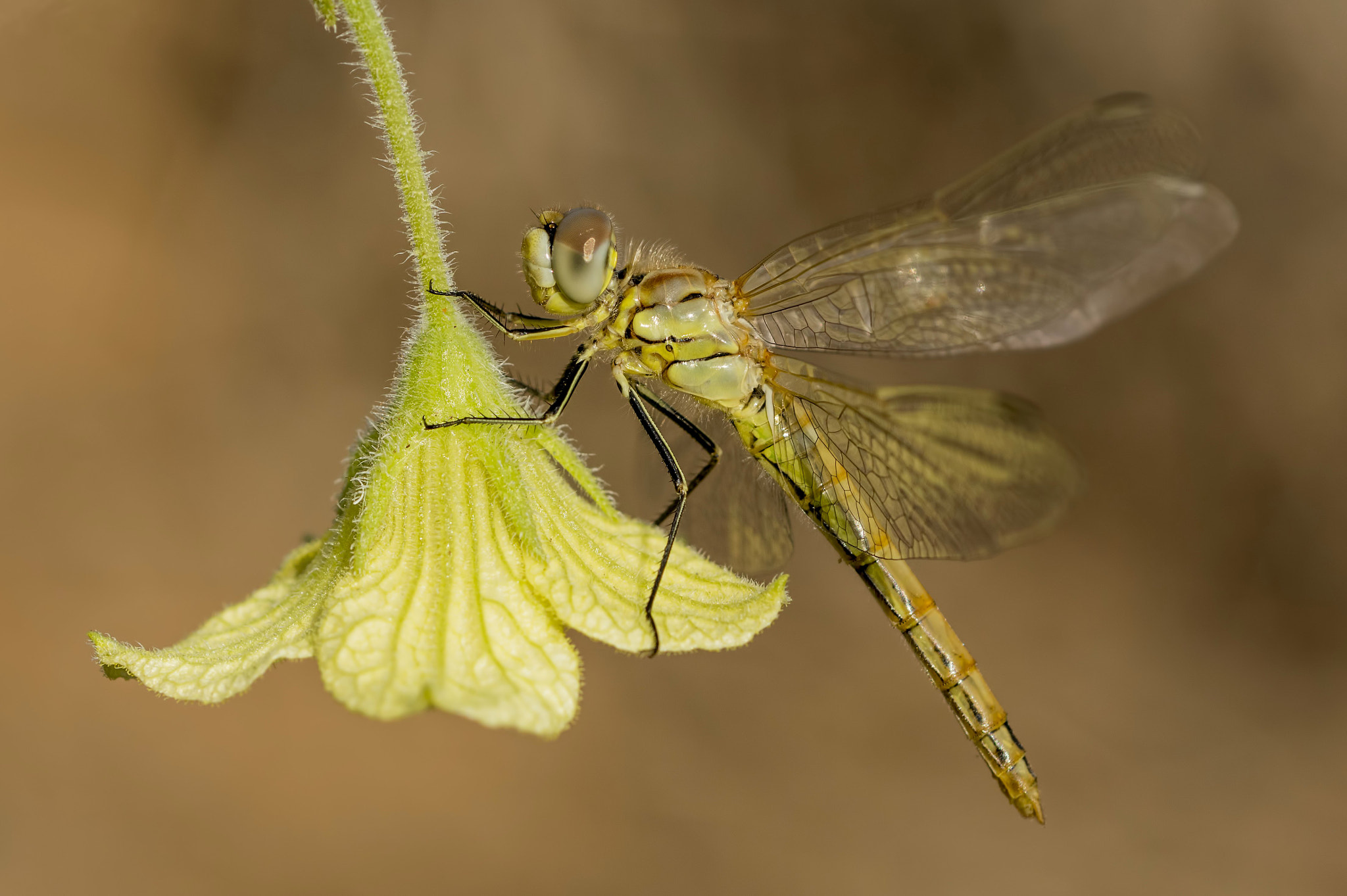 Nikon D7100 + AF Micro-Nikkor 60mm f/2.8 sample photo. Immature photography