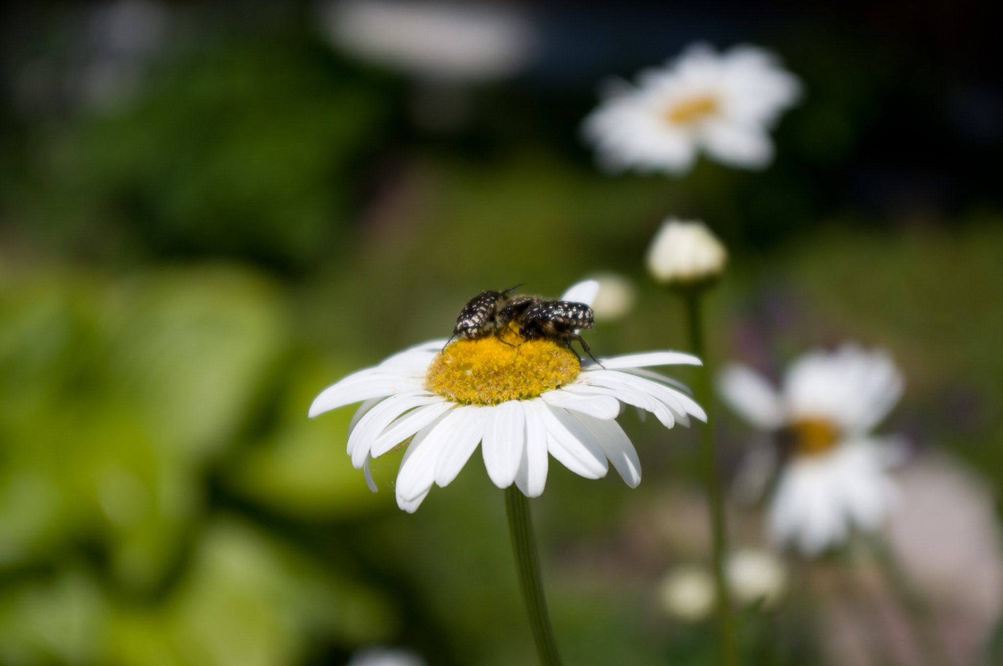 Pentax K-x sample photo. Bugs on camomile flower photography