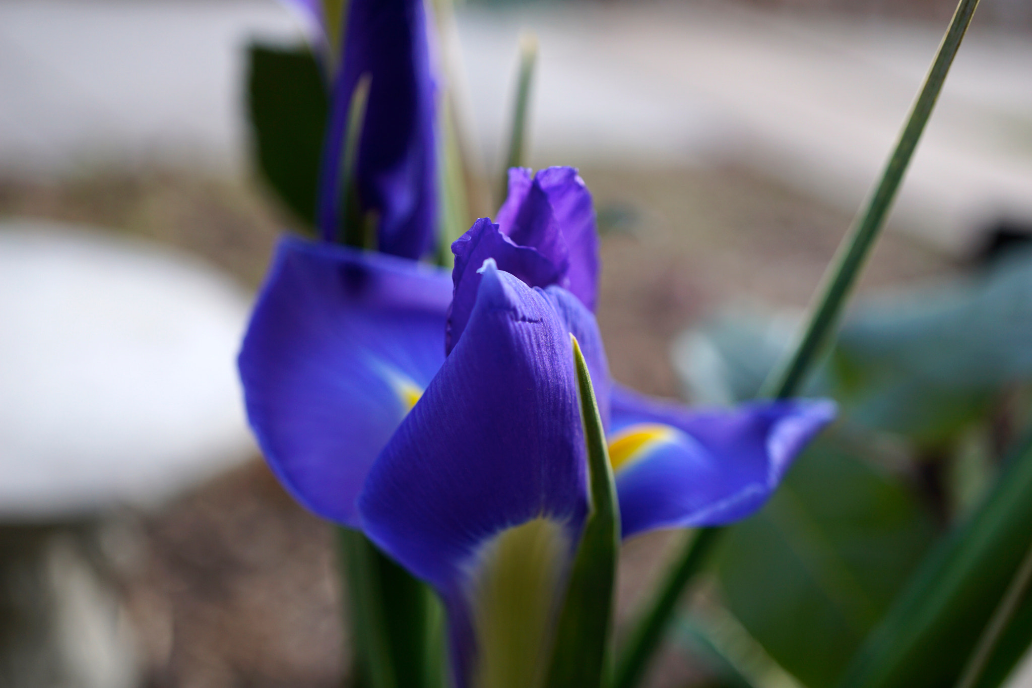 Sony E 30mm F3.5 sample photo. Iridaceae photography