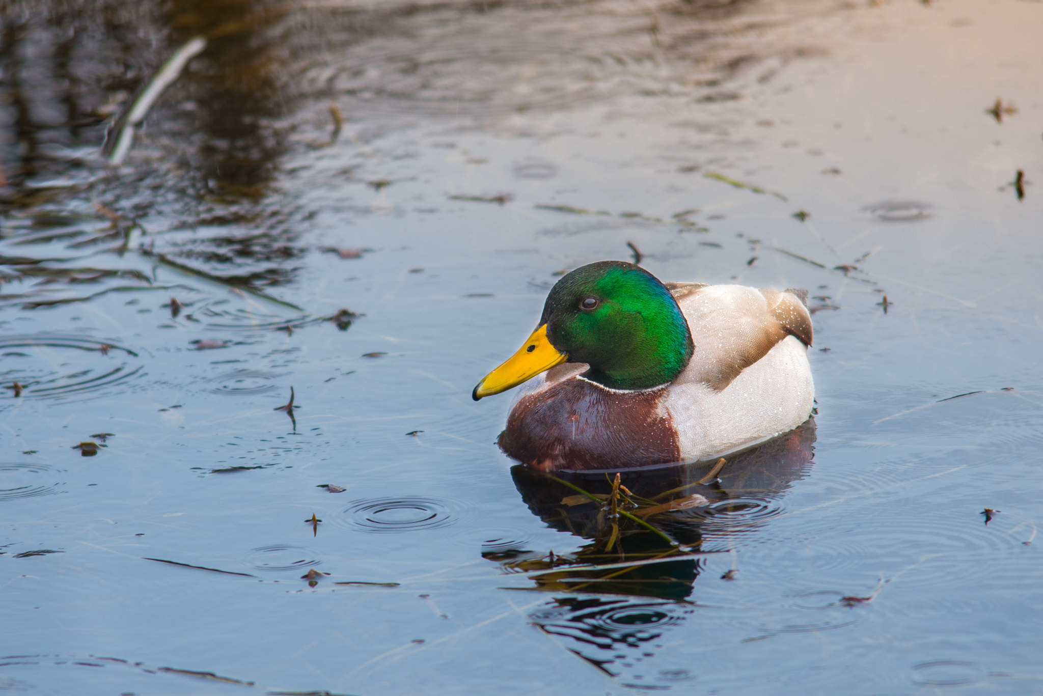 Canon EOS 70D + Sigma 50-500mm F4.5-6.3 DG OS HSM sample photo. Duck photography