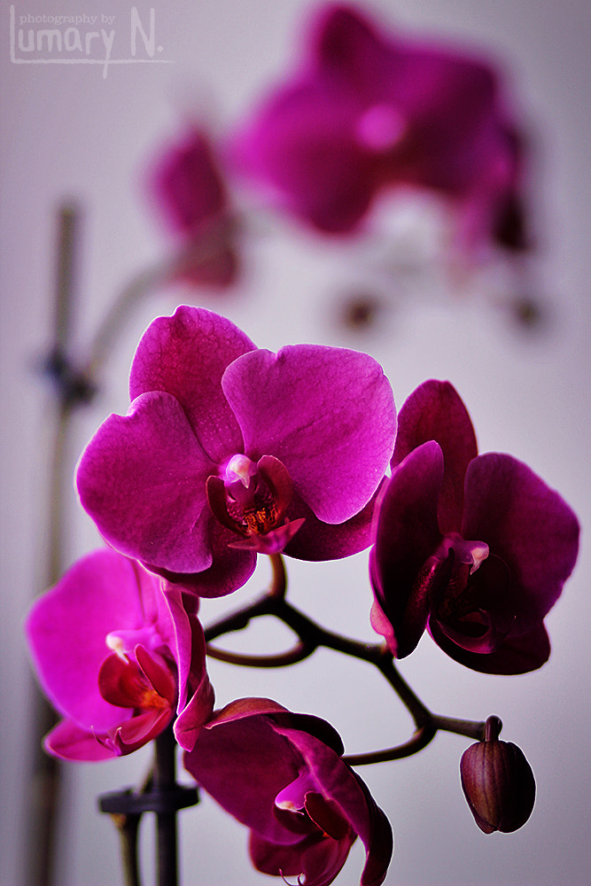 Canon EOS 1200D (EOS Rebel T5 / EOS Kiss X70 / EOS Hi) sample photo. Orchid photography