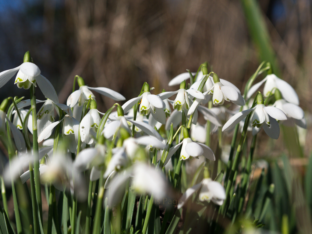 Olympus OM-D E-M10 + Olympus M.Zuiko Digital 45mm F1.8 sample photo. Snowdrops photography