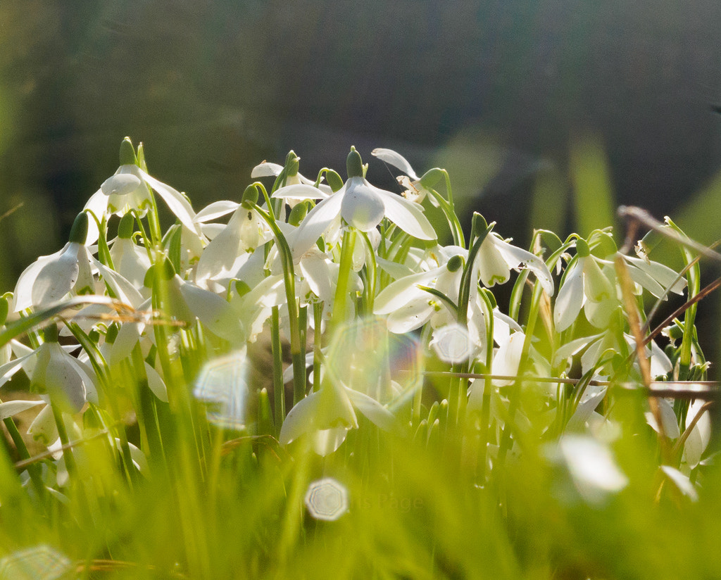 Olympus OM-D E-M10 sample photo. Snowdrops photography