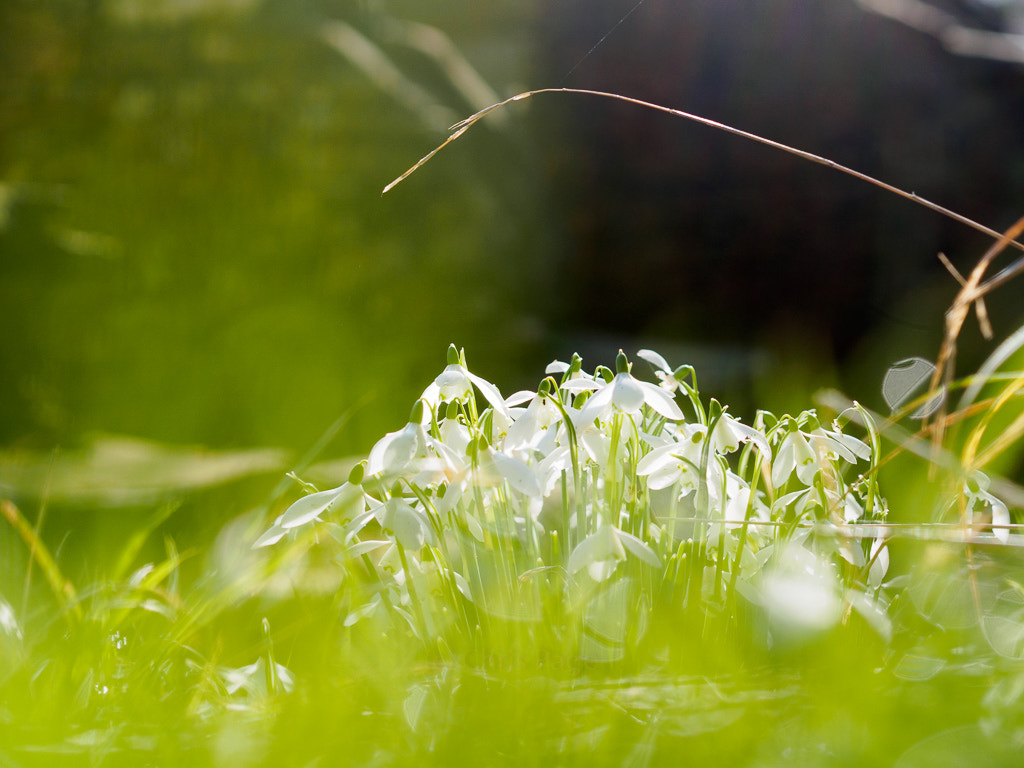 Olympus OM-D E-M10 sample photo. Snowdrops photography