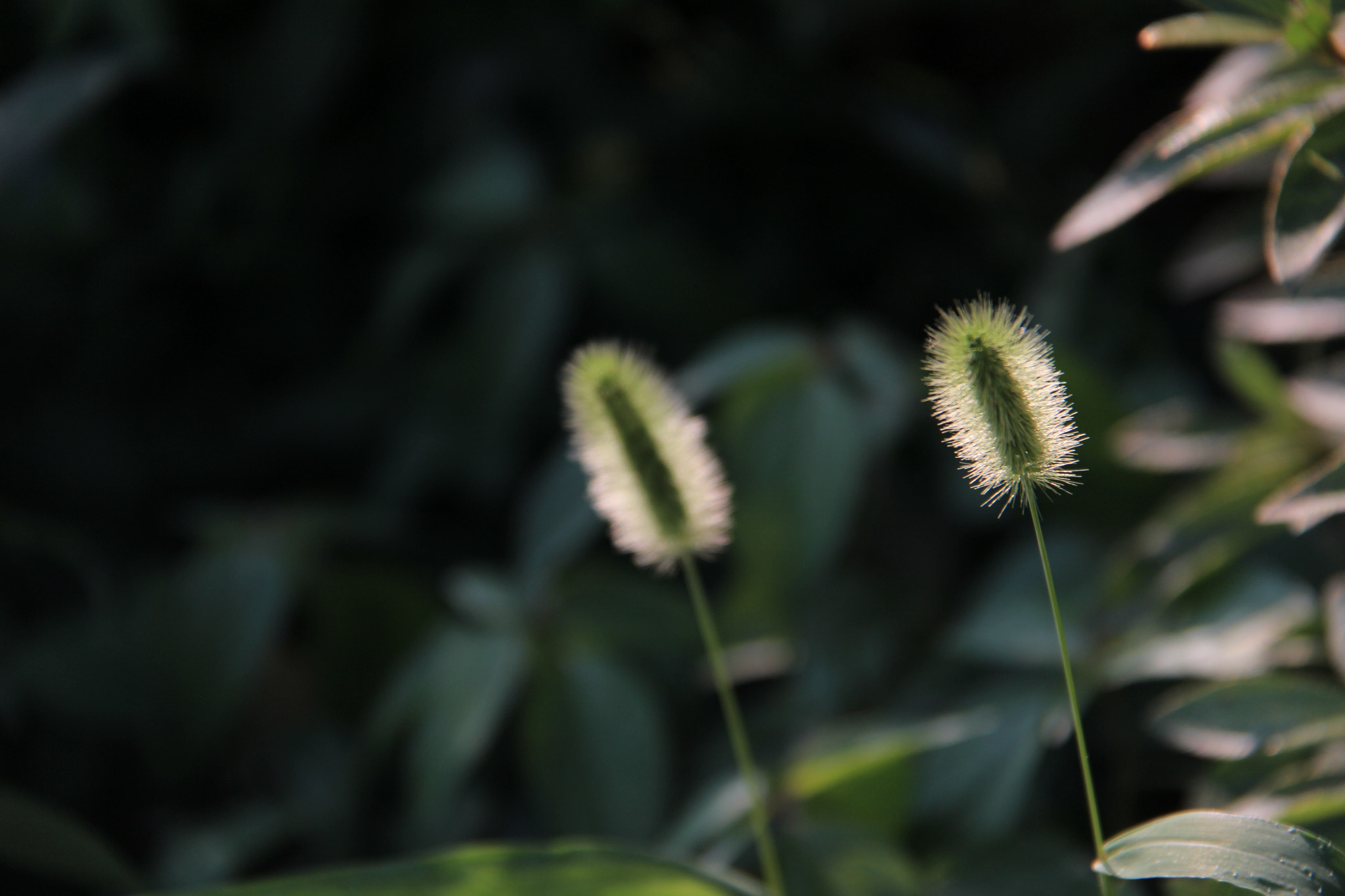 Canon EF-S 18-200mm F3.5-5.6 IS sample photo. 길가에서`````` photography