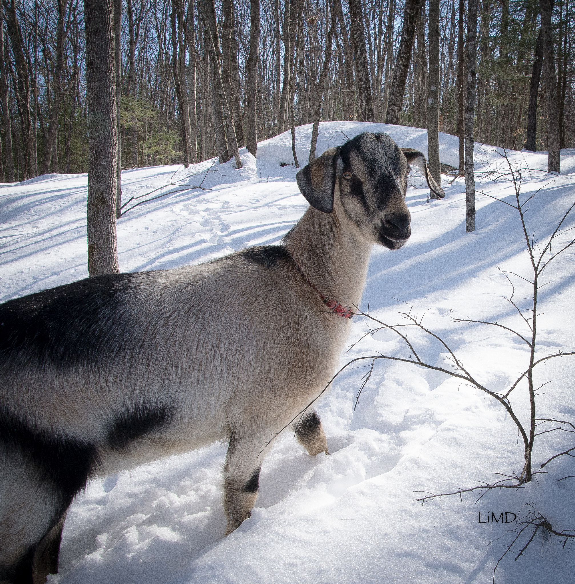 Nikon D600 sample photo. Sherman photography