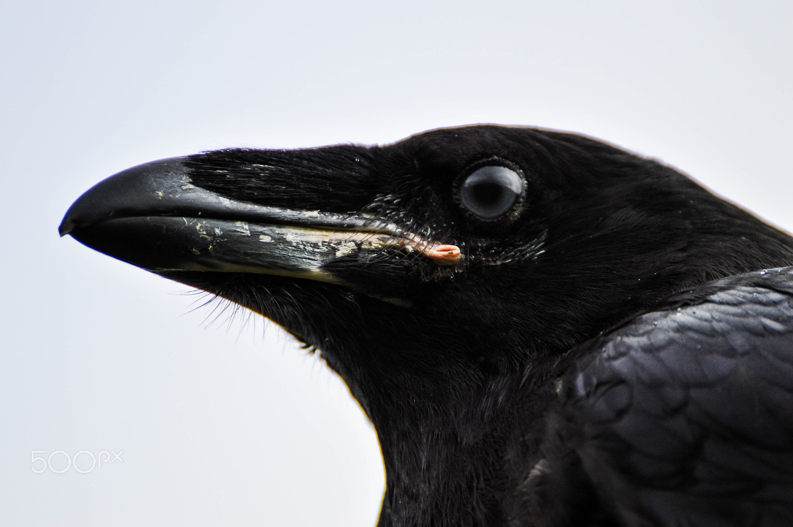 Nikon D3200 sample photo. Raven photography