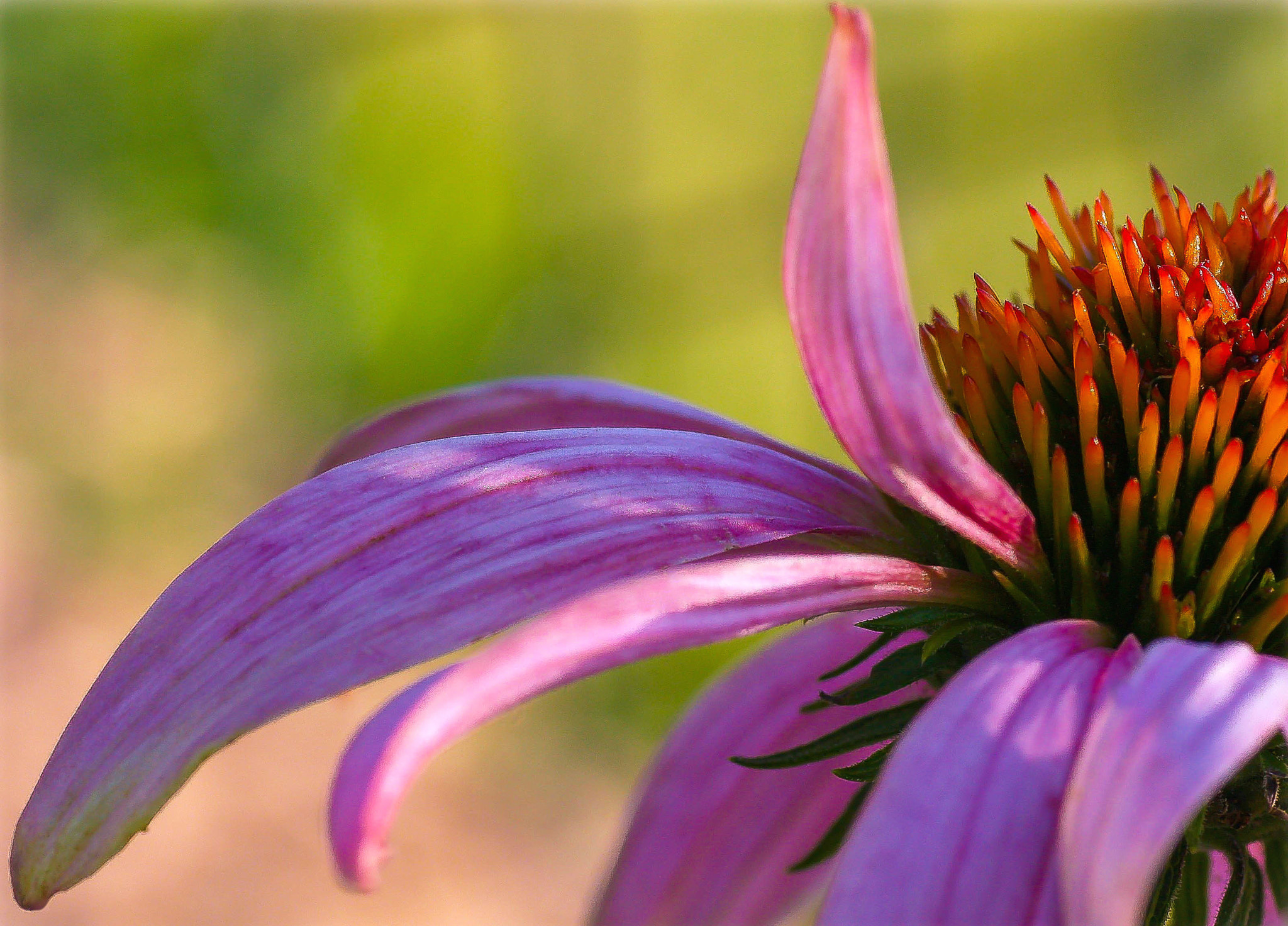 Canon EOS 40D + Tamron SP AF 90mm F2.8 Di Macro sample photo. Coneflower photography