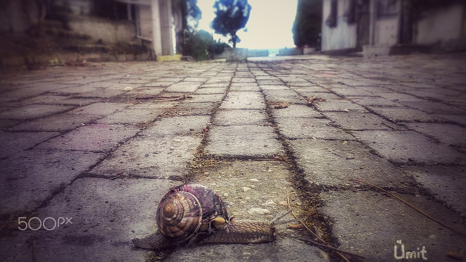 ASUS T00J sample photo. Snail photography