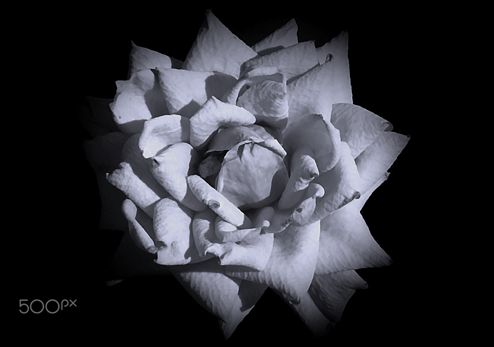 Olympus VR325,VR320,D725 sample photo. Winter rose photography