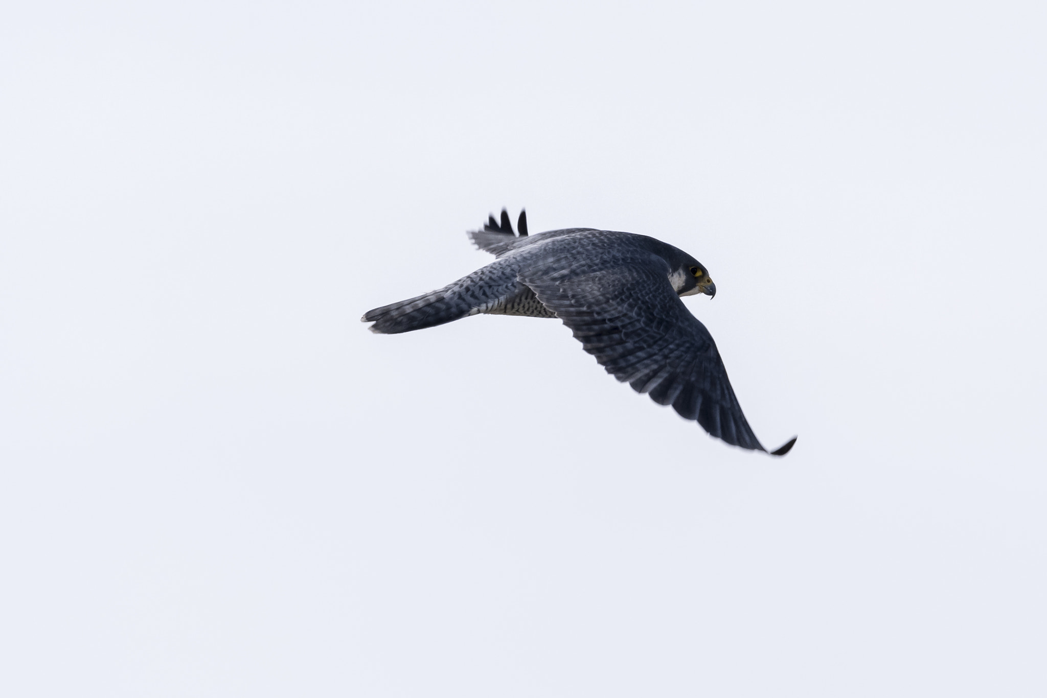 Sigma 150-600mm F5-6.3 DG OS HSM | C sample photo. Untitled photography
