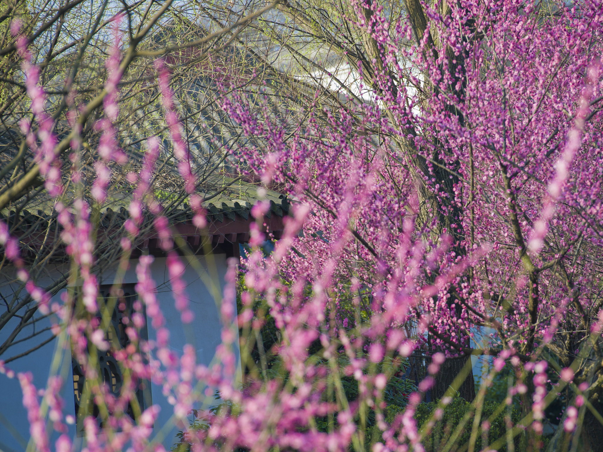 Nikon Df sample photo. Lbh photography