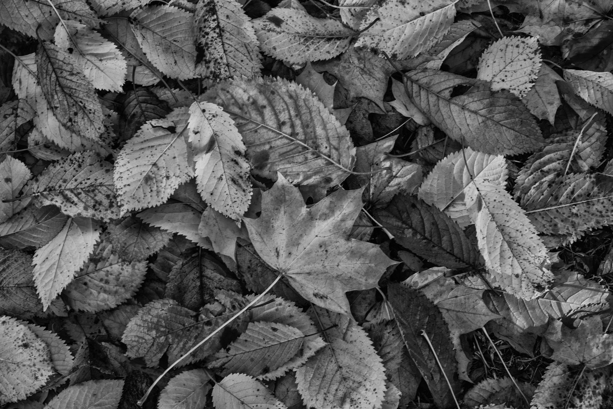Nikon D5300 + Sigma 17-70mm F2.8-4 DC Macro OS HSM sample photo. Decaying leaves photography