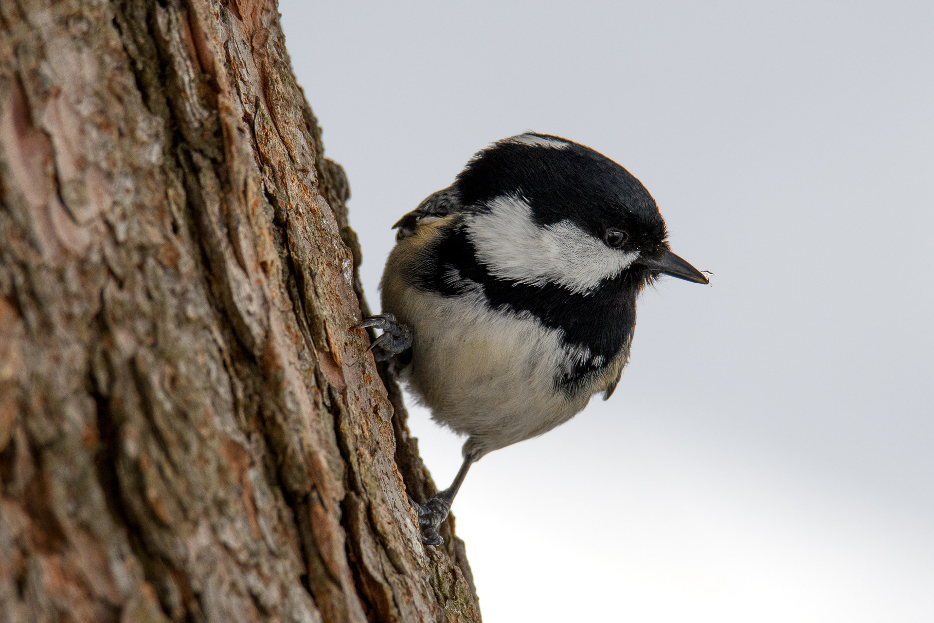 Nikon D500 + Sigma 50mm F2.8 EX DG Macro sample photo. Coal tit photography