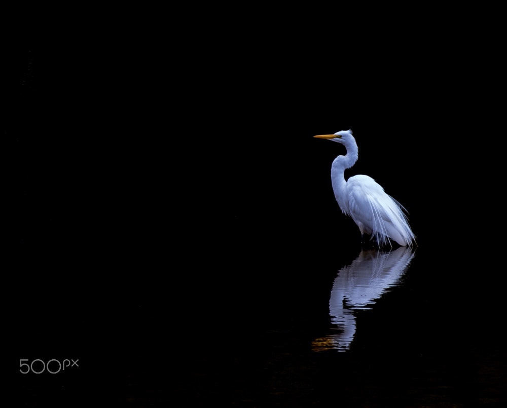 Fujifilm X-E2 + Fujifilm XC 50-230mm F4.5-6.7 OIS sample photo. Great egret photography