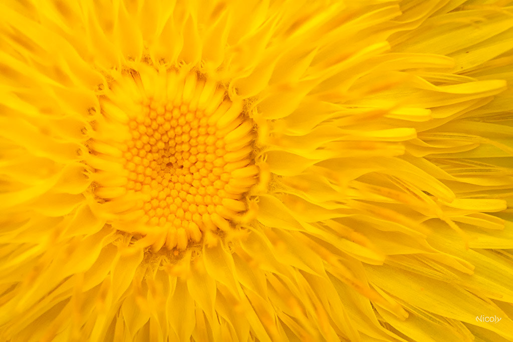 Canon EF 100mm F2.8 Macro USM sample photo. Busca tu sol photography