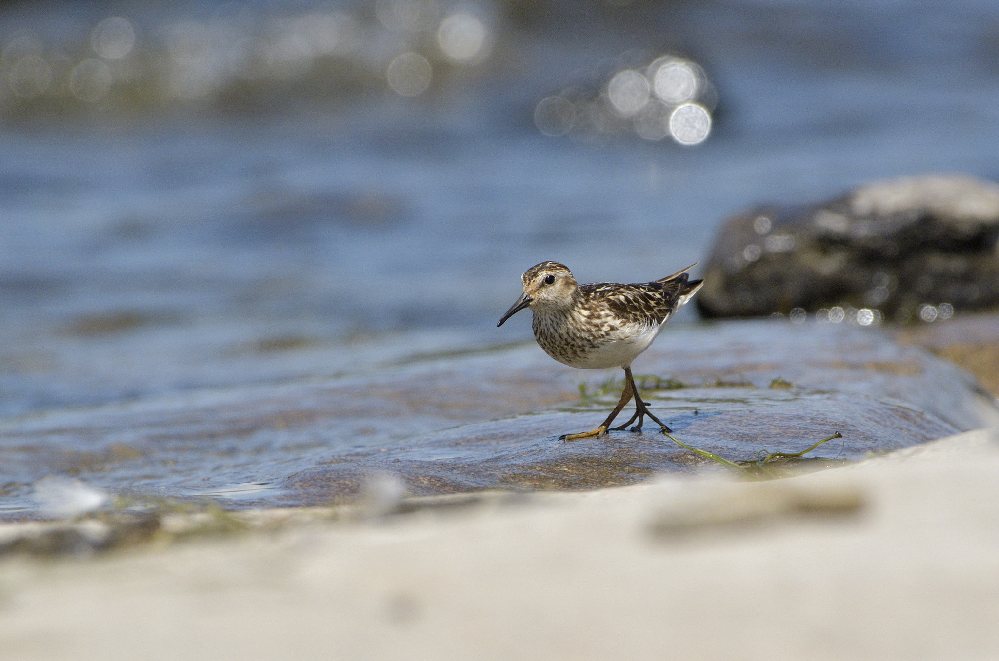 Nikon AF-S Nikkor 200-500mm F5.6E ED VR sample photo. Sand piper photography