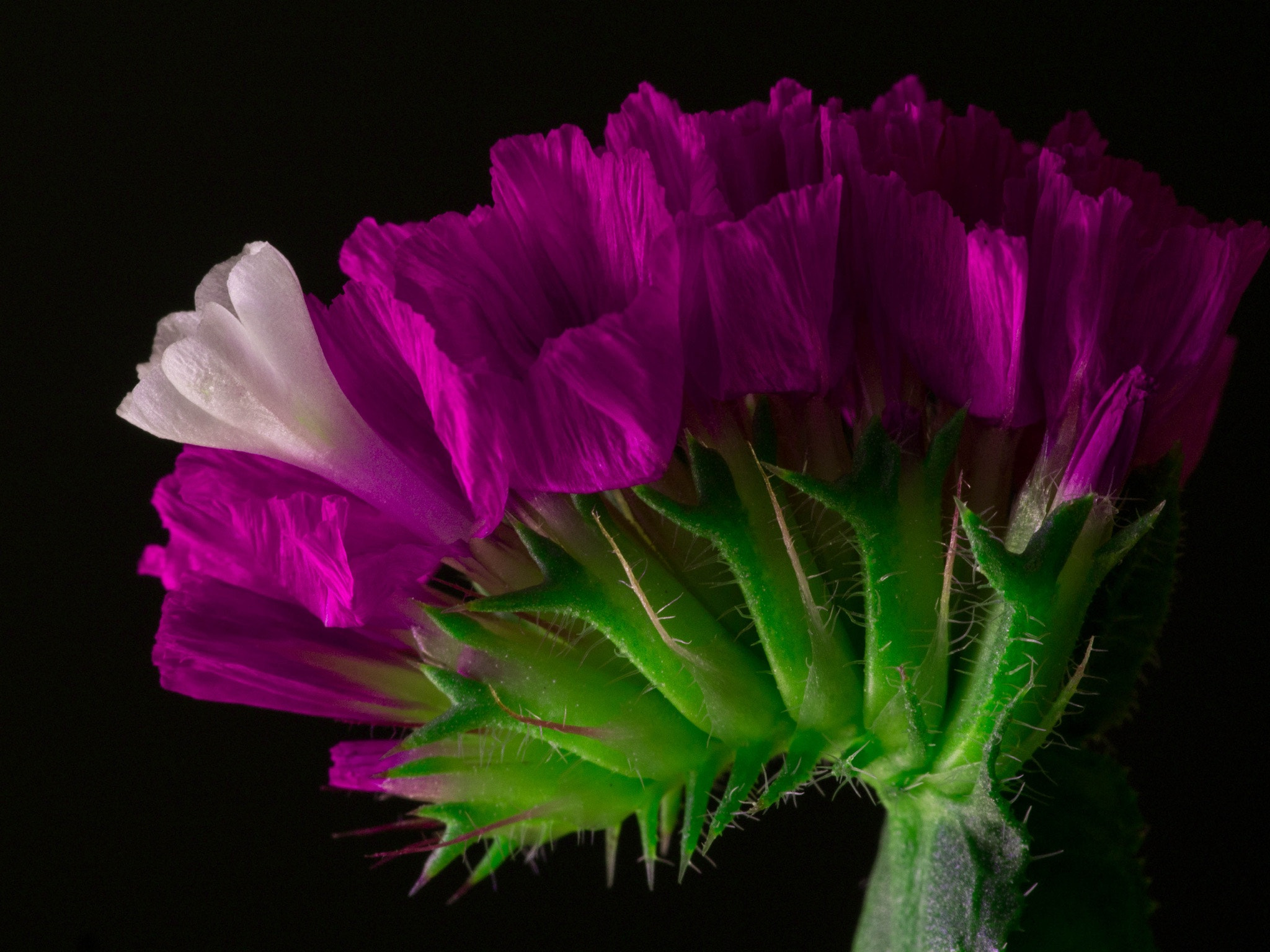 Panasonic Leica DG Macro-Elmarit 45mm F2.8 ASPH OIS sample photo