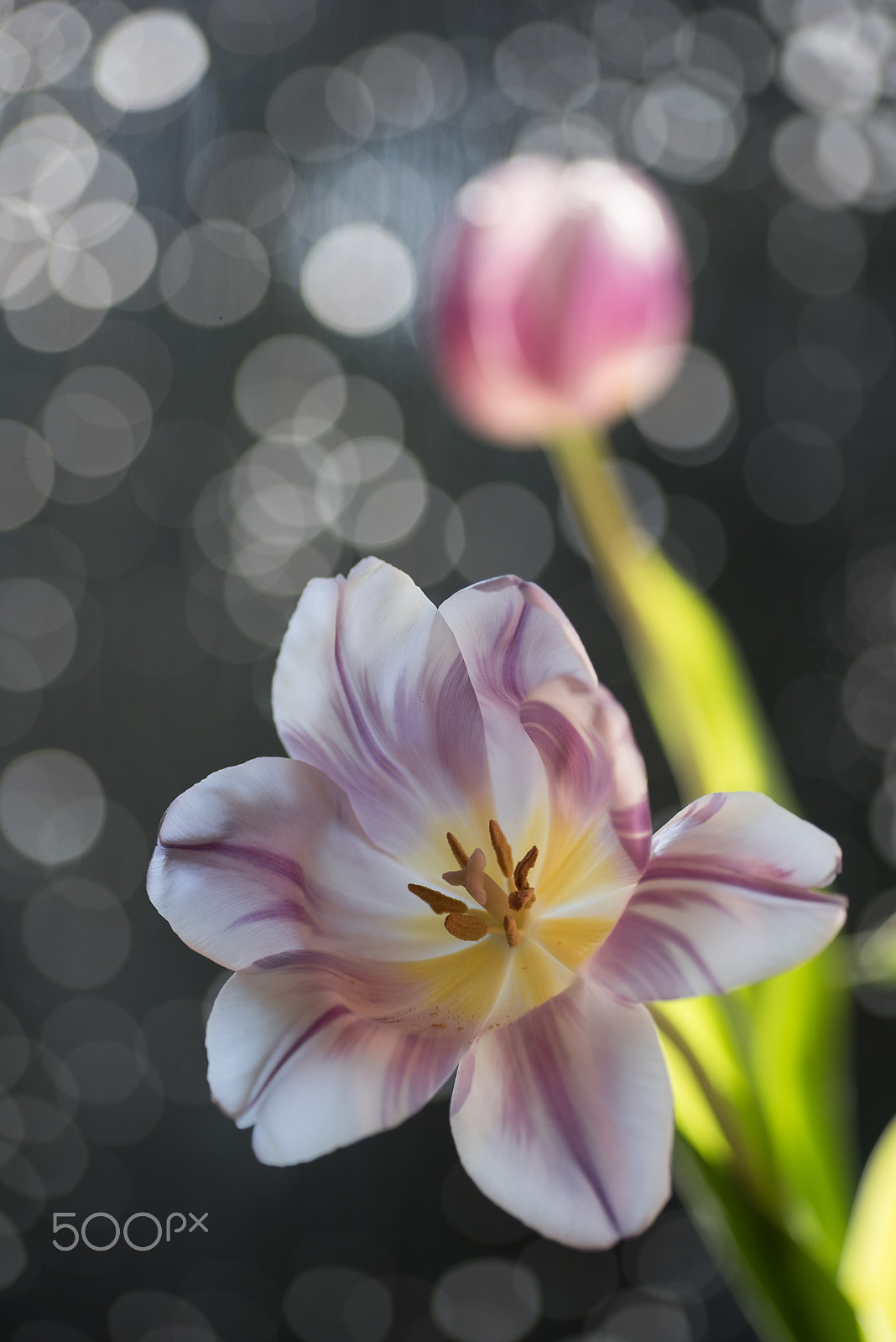 Nikon D810 sample photo. Untitled photography