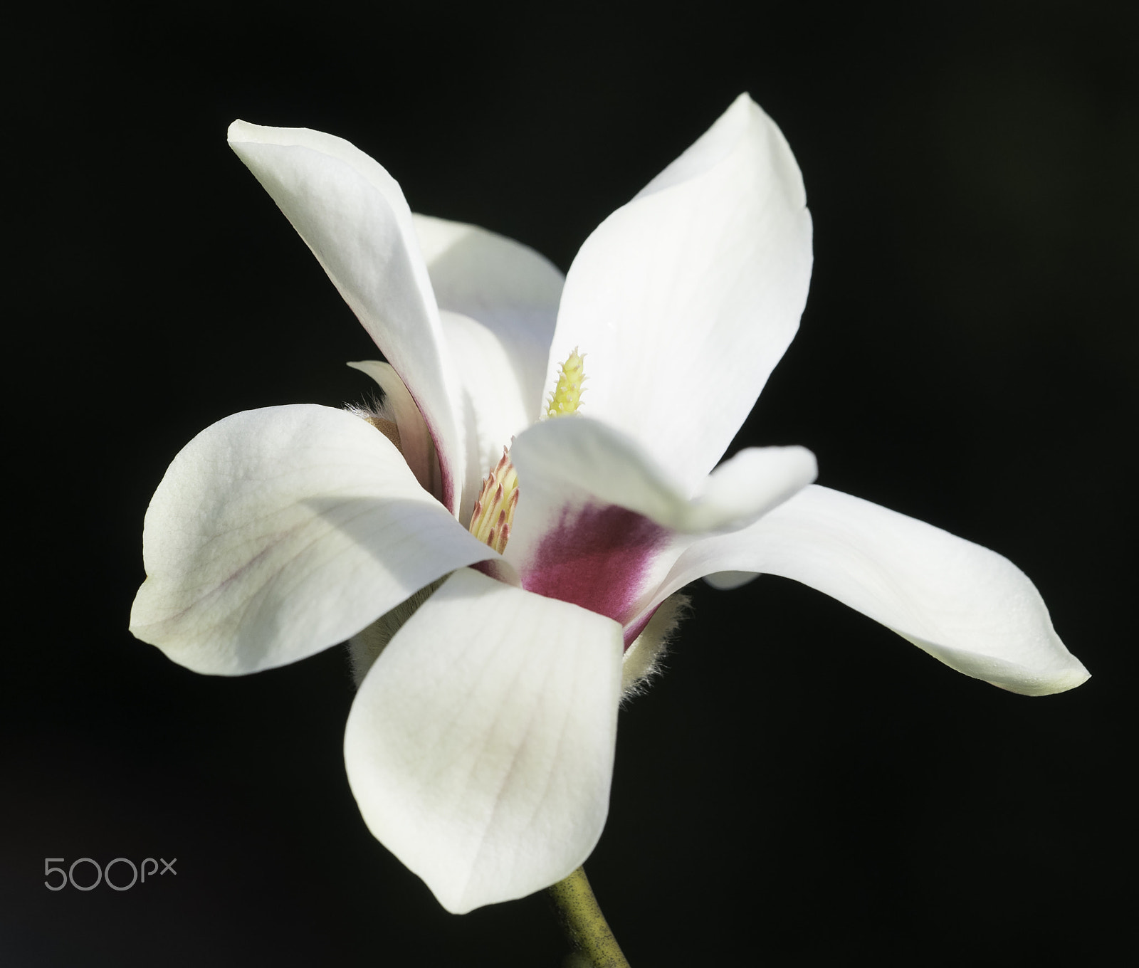 Sony a7 + Sony FE 90mm F2.8 Macro G OSS sample photo. Becoming photography