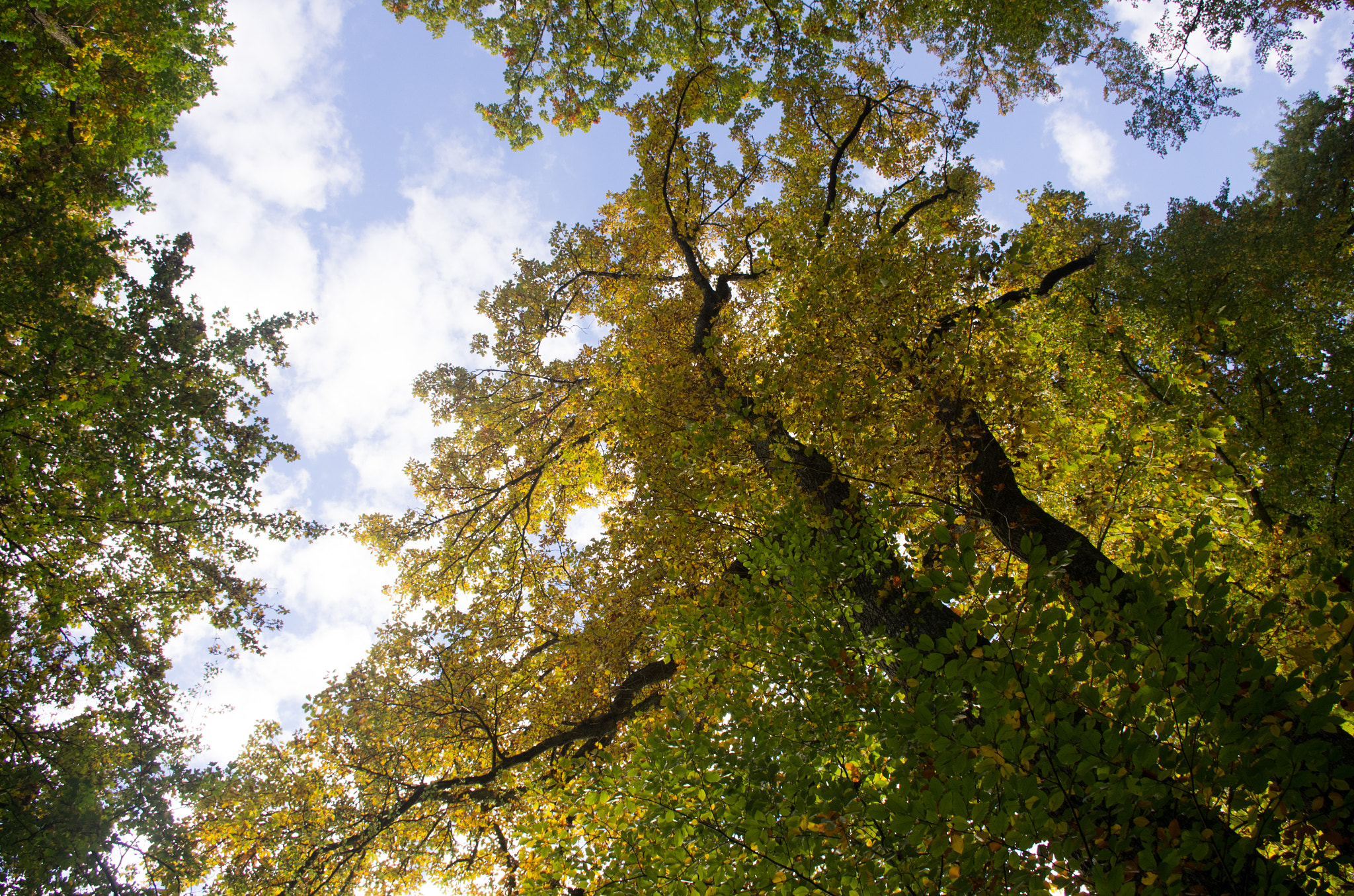 smc PENTAX-DA L 18-55mm F3.5-5.6 sample photo. Sunny autumn day photography
