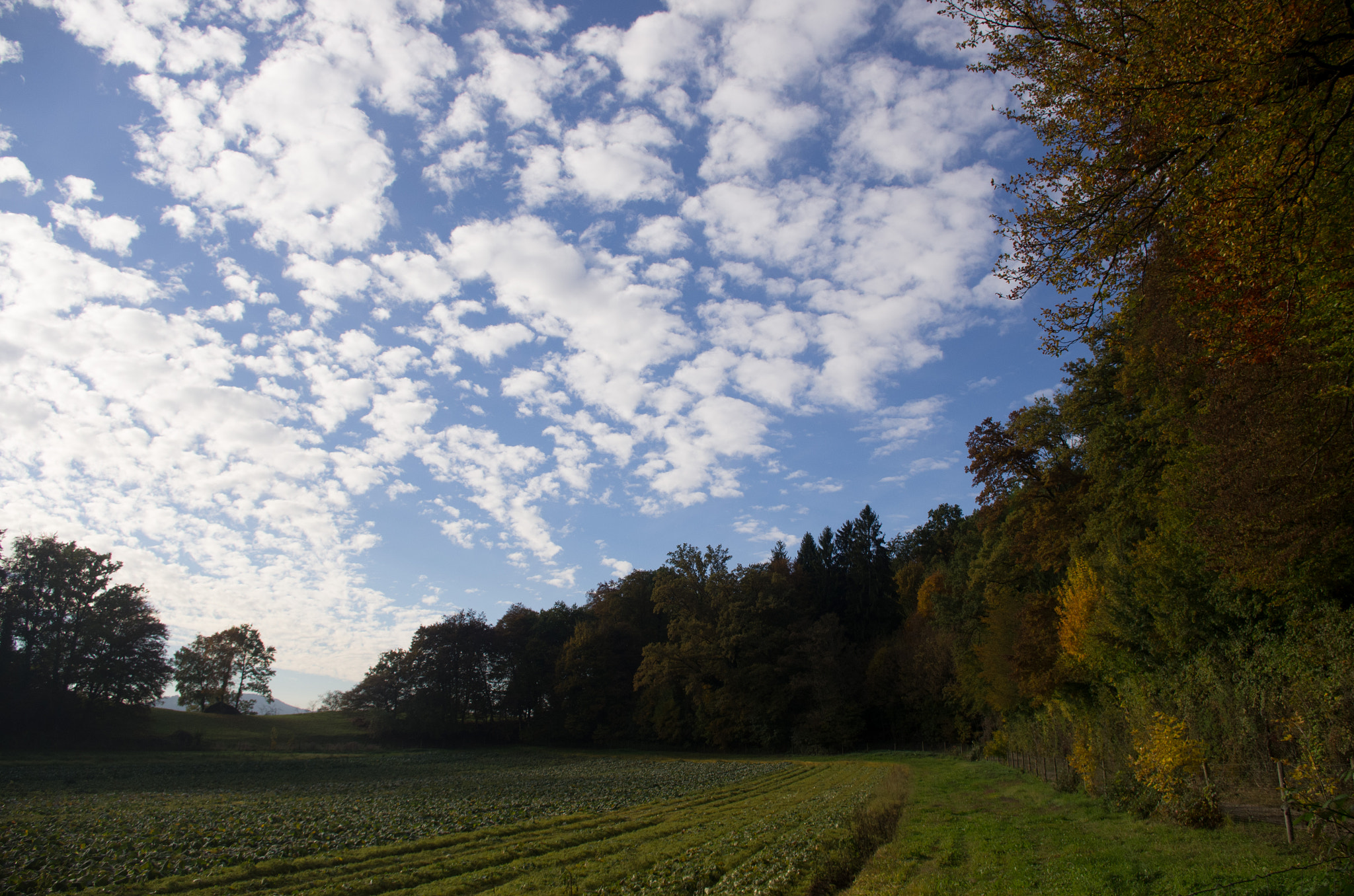 smc PENTAX-DA L 18-55mm F3.5-5.6 sample photo. Sunny autumn day photography