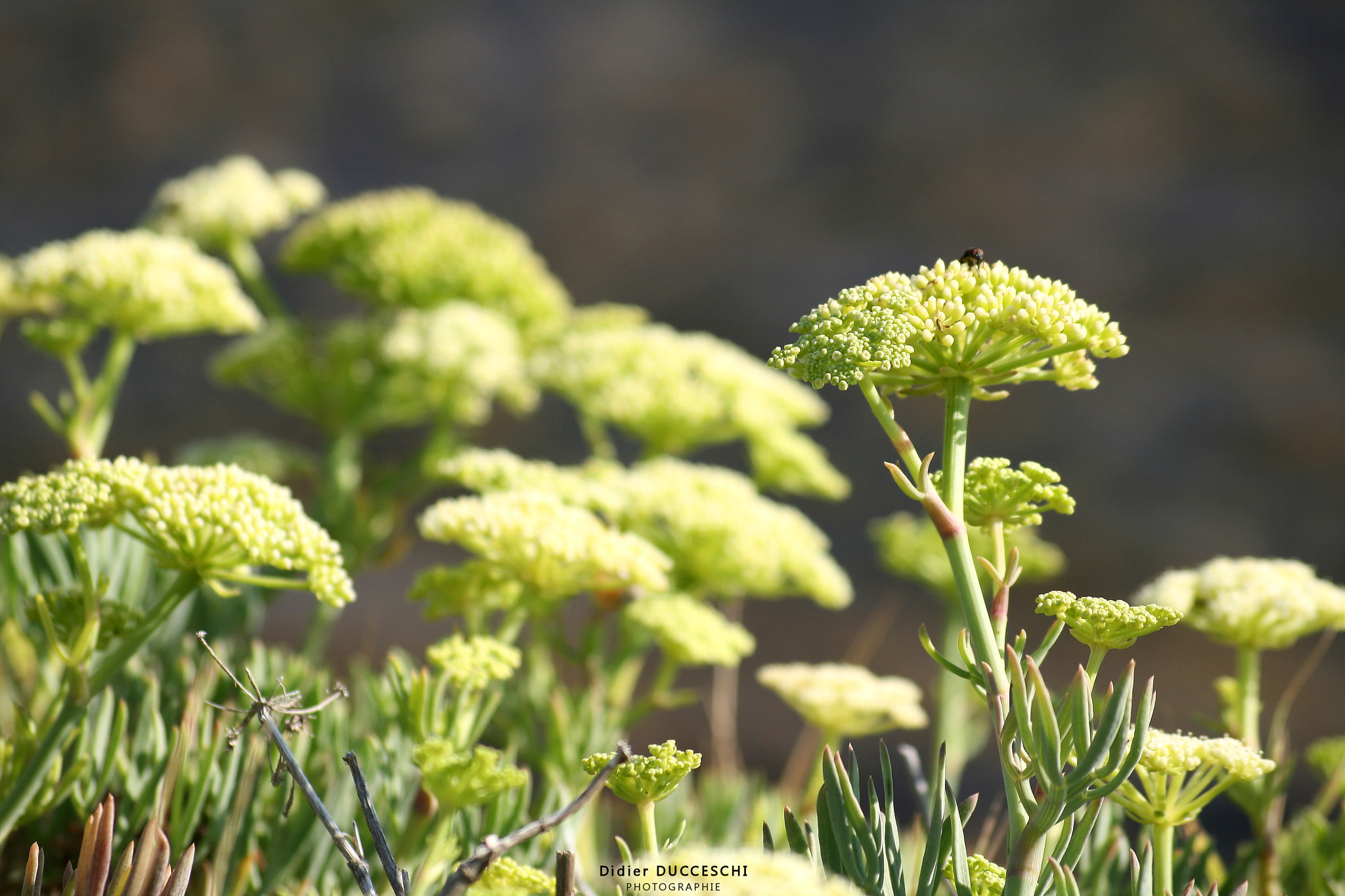 Sigma 55-200mm f/4-5.6 DC sample photo. The little world photography