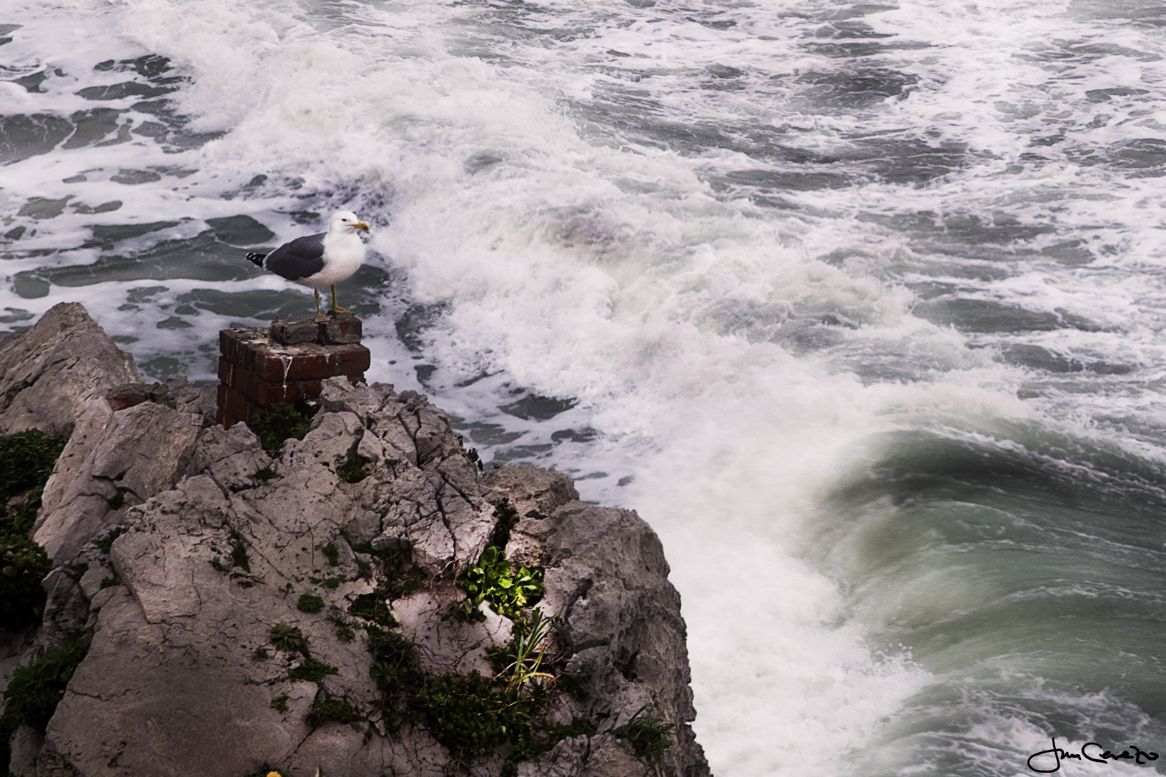 Nikon D750 sample photo. Vigilando frente al viento photography