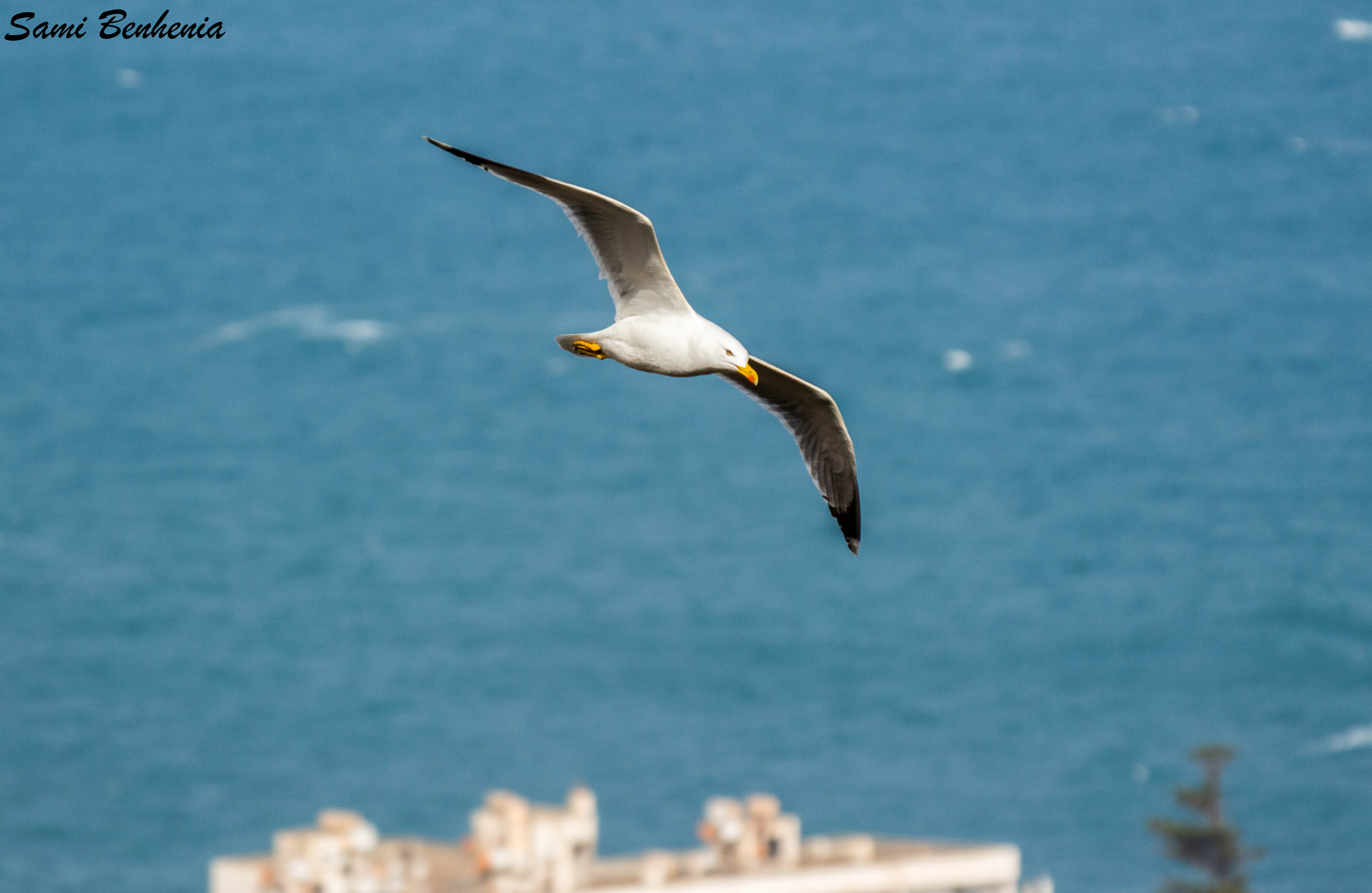 Sigma 50-500mm f/4-6.3 APO HSM EX sample photo. Tchoutchou maleh 2 photography