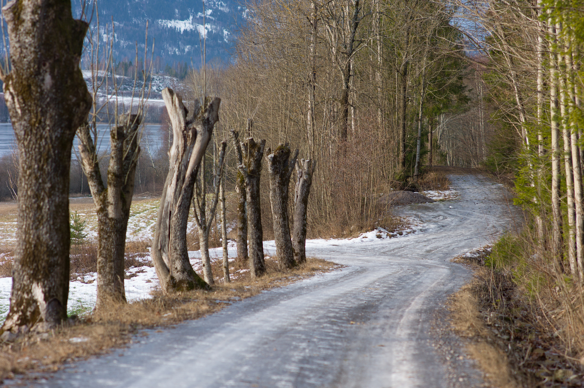 Elmarit-M 135mm f/2.8 (I/II) sample photo. Trees photography