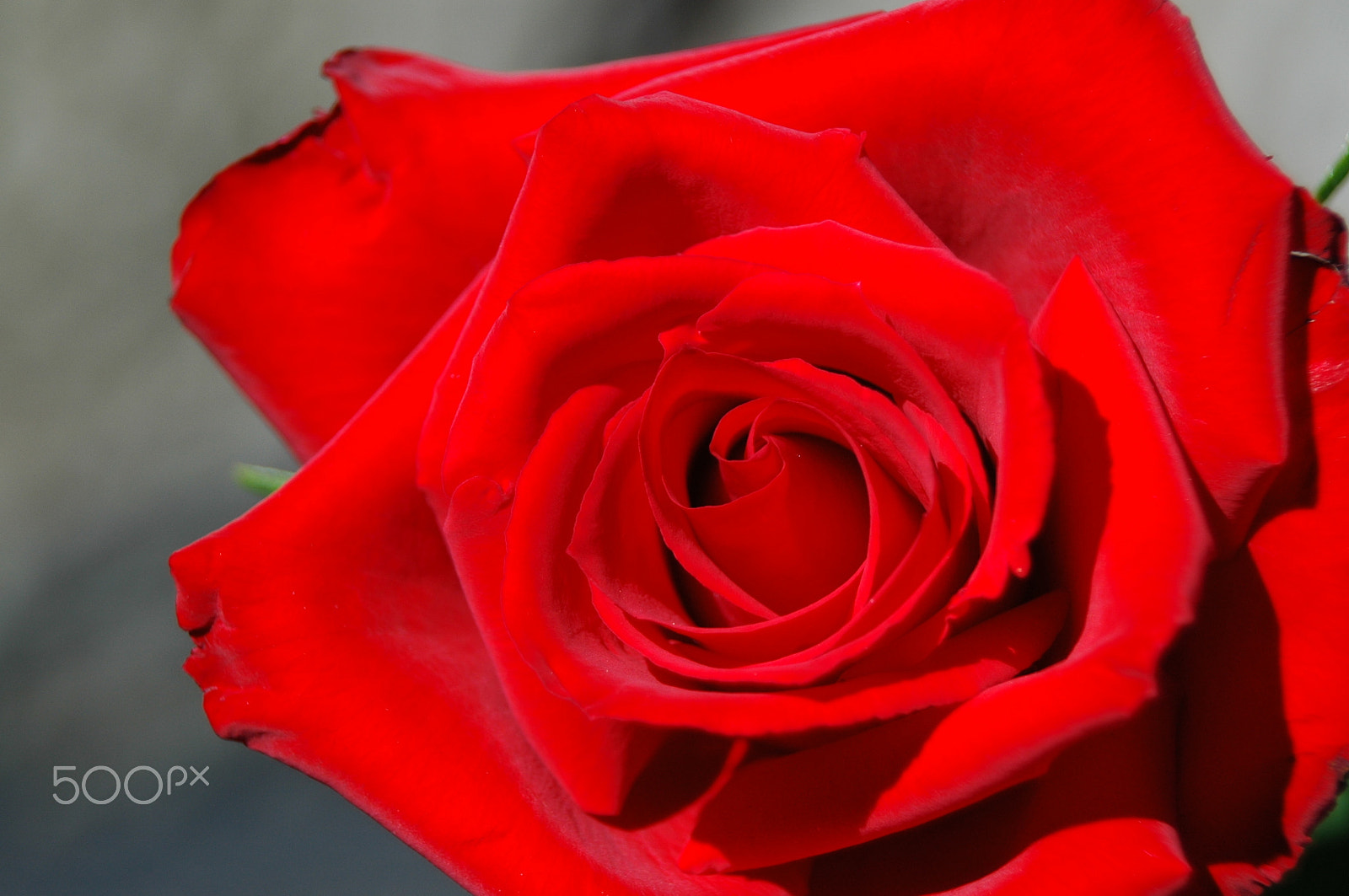 Nikon D70 sample photo. A nice red photography