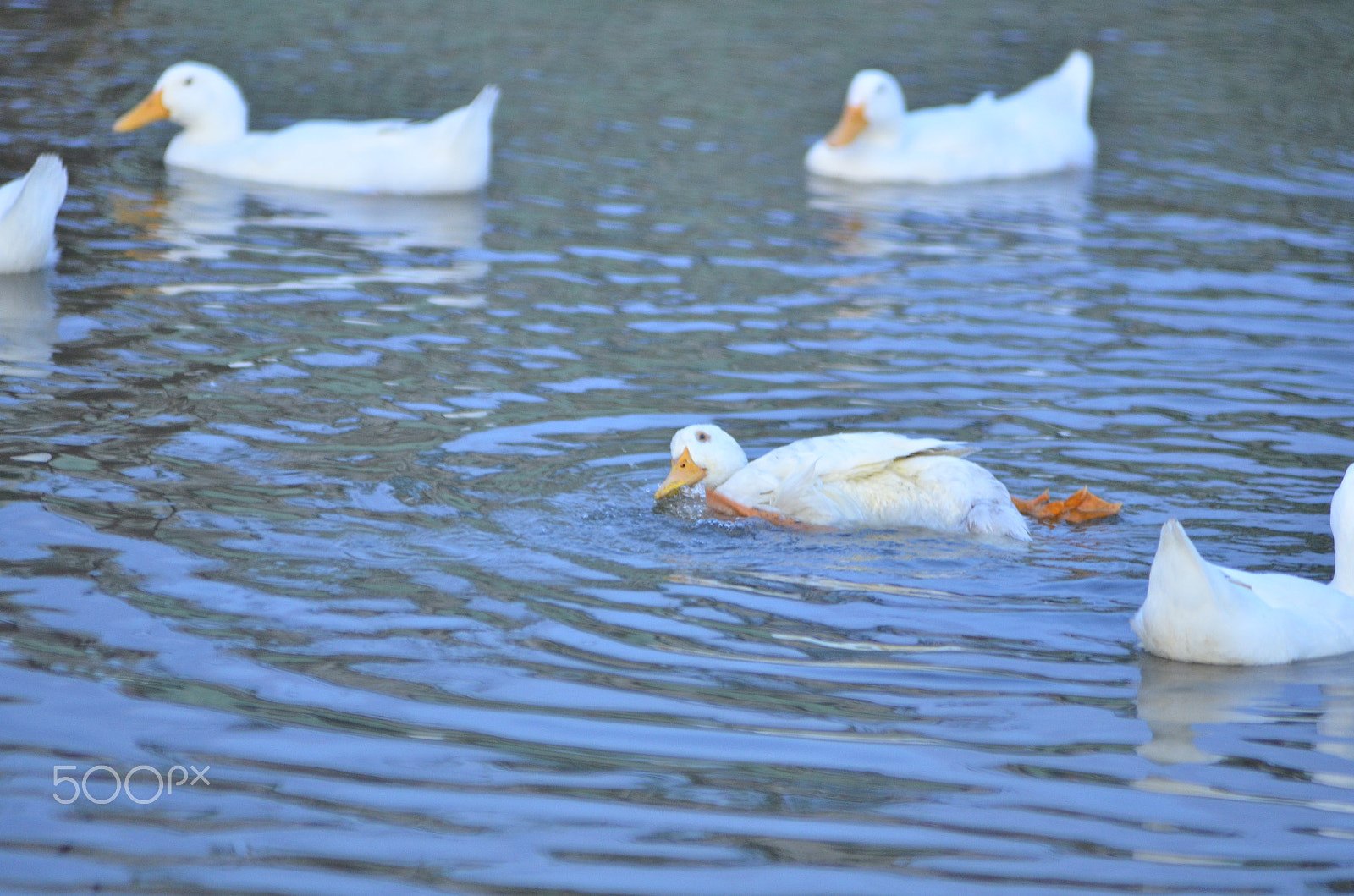 Nikon AF-Nikkor 80-200mm F2.8D ED sample photo. Swim photography