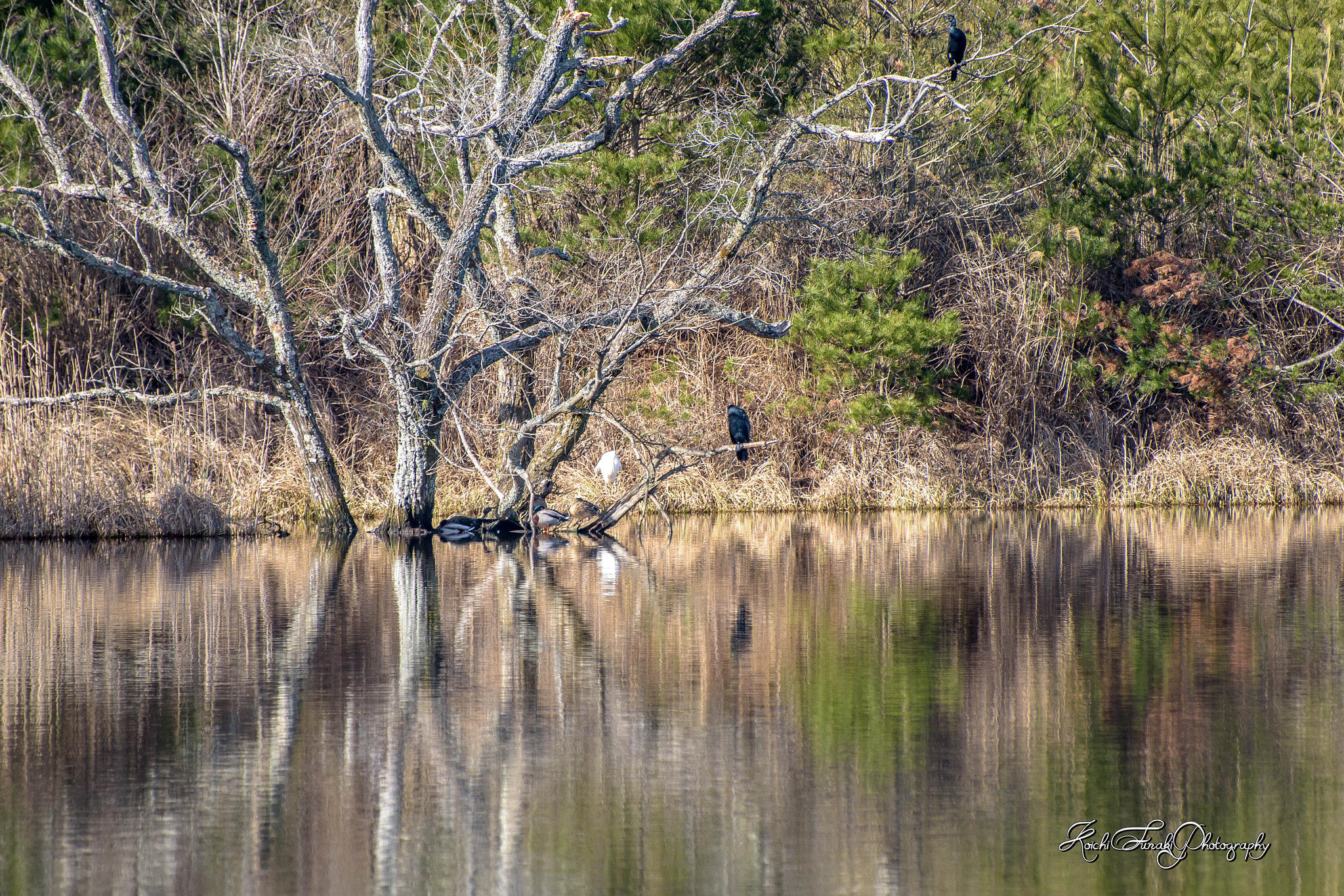 Nikon D810 sample photo. Bird gathering tree photography