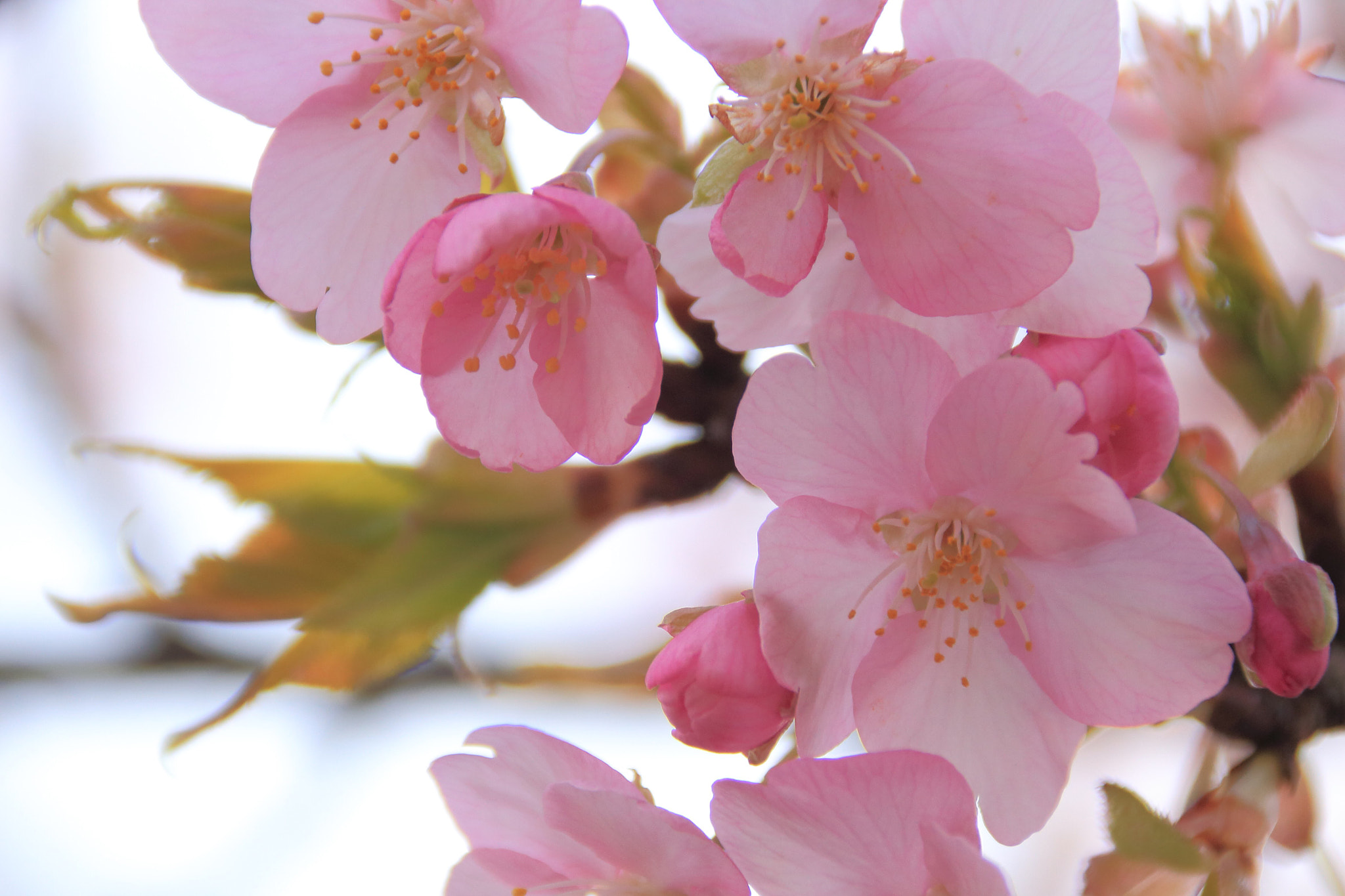 Canon EF 75-300mm F4.0-5.6 IS USM sample photo