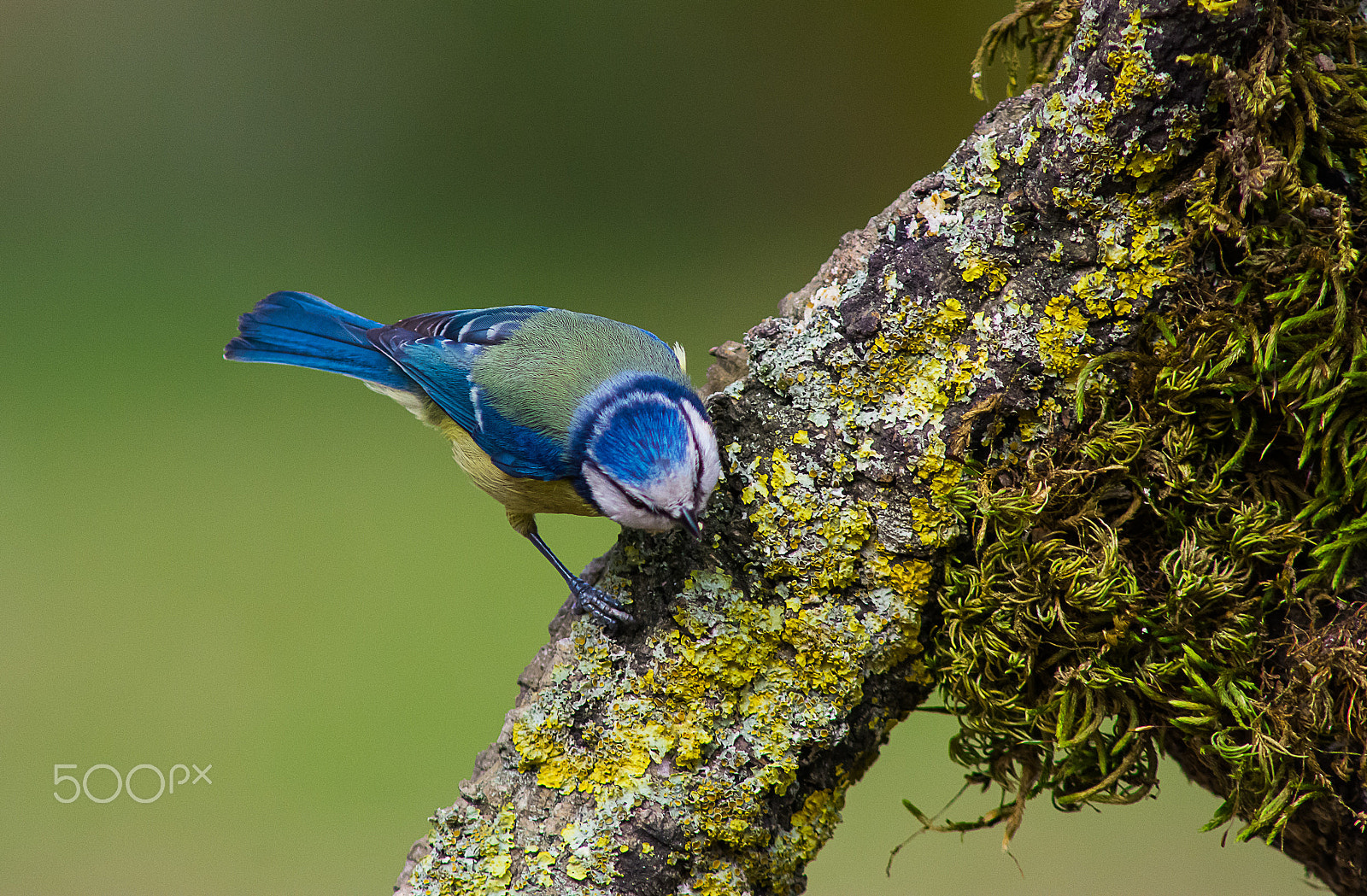 Nikon D7100 sample photo. Blue tit photography