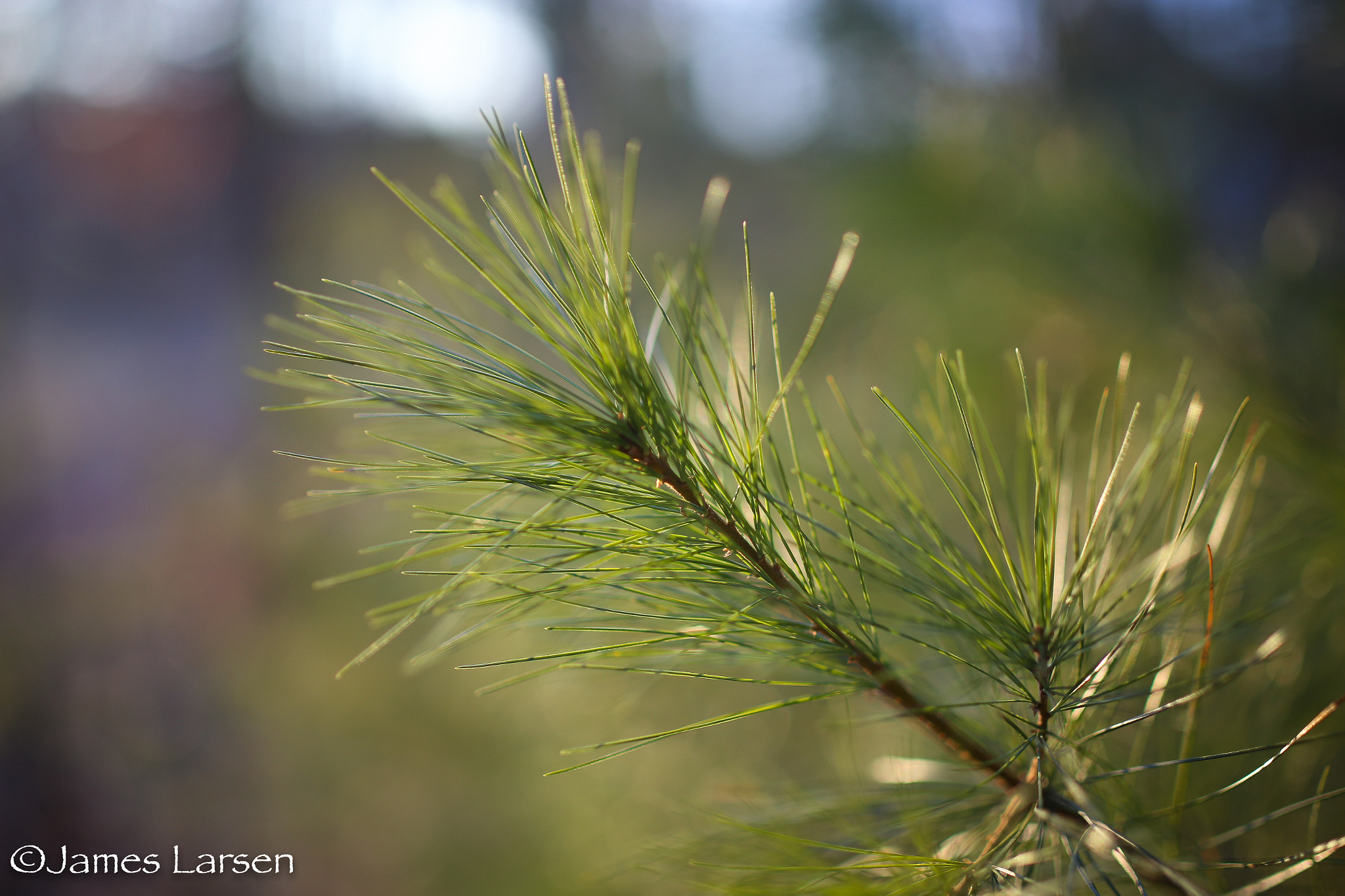 Canon EOS 6D sample photo. Golden light on pine needles photography