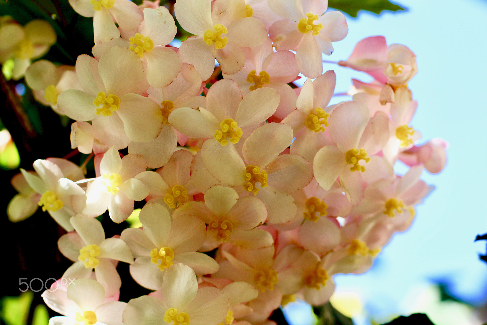 Canon EF 50mm F1.4 USM sample photo. Soft and delicate photography