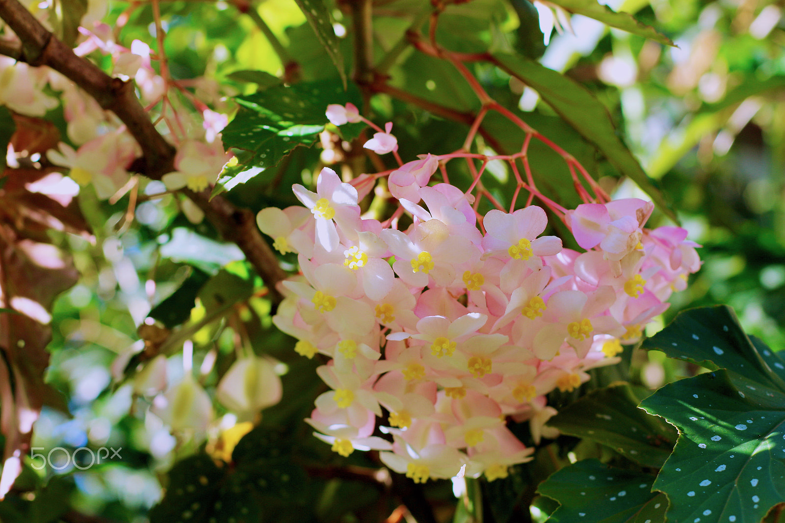 Canon EF 50mm F1.4 USM sample photo. Soft and delicate photography