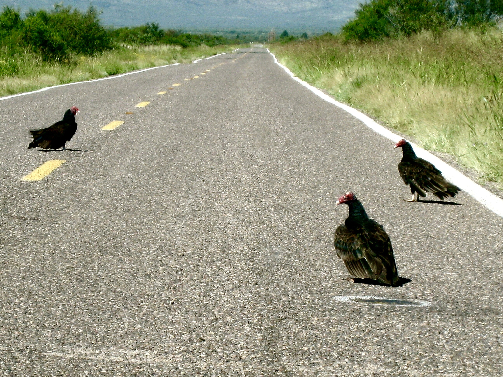 Canon POWERSHOT SD870 IS sample photo. Turkey vultures, cochise county, arizona 2008 photography