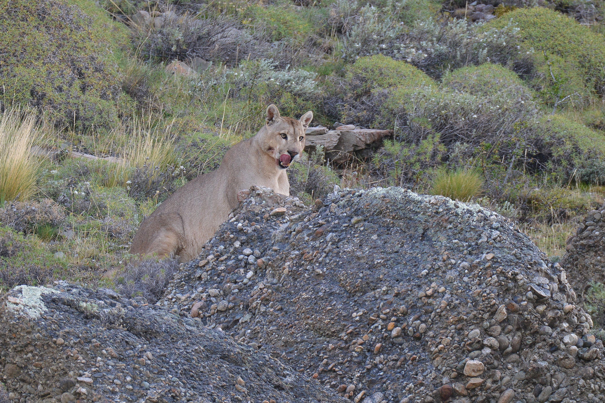 Nikon D800 sample photo. Scarfaced puma from torres del paine photography