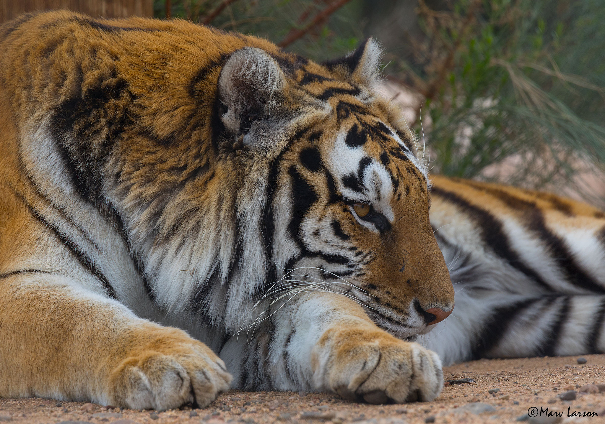 Tamron SP 150-600mm F5-6.3 Di VC USD sample photo